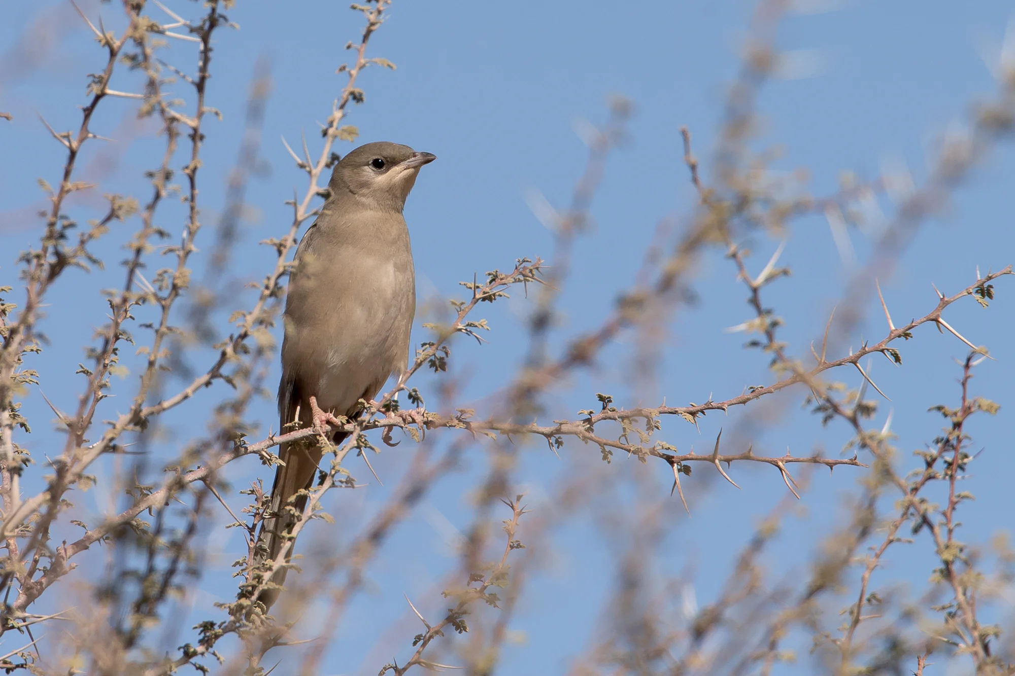 Grey Hypocolius, Oman Nov 2016