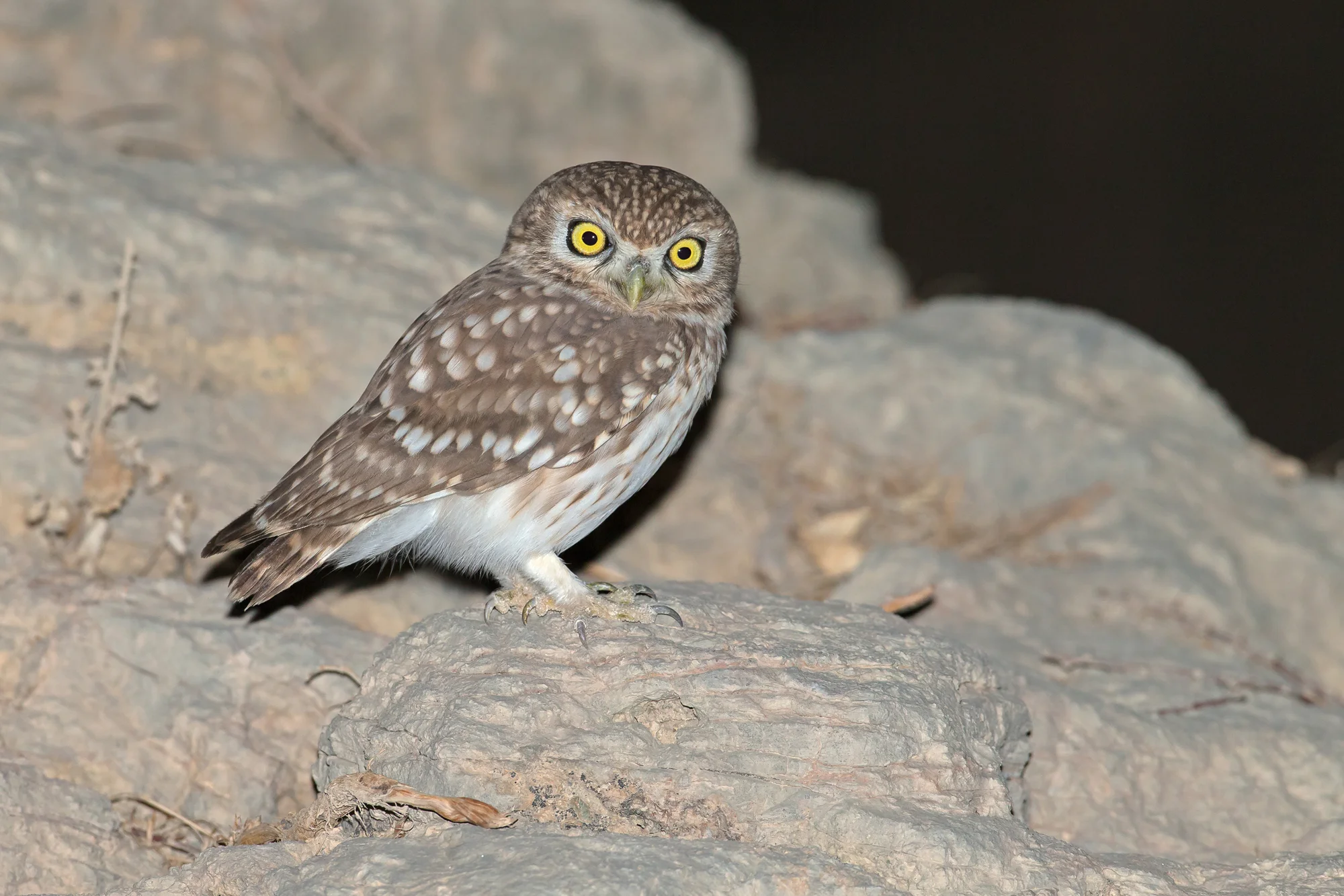 Little Owl, Al Hajar Mountains Nov 2016