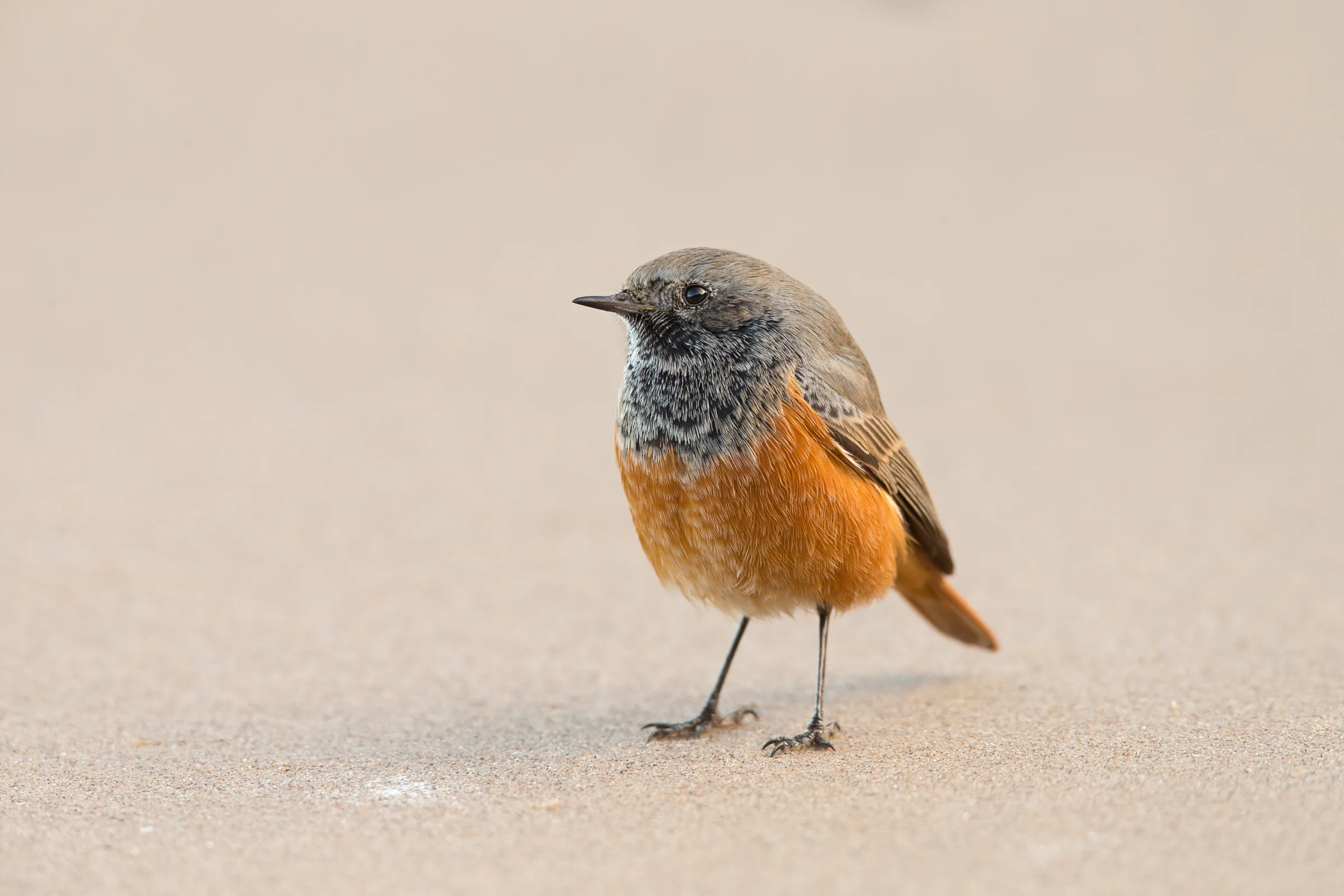 'Eastern' Black Redstart (phoenicuroides), Skinningrove, Nov 2016