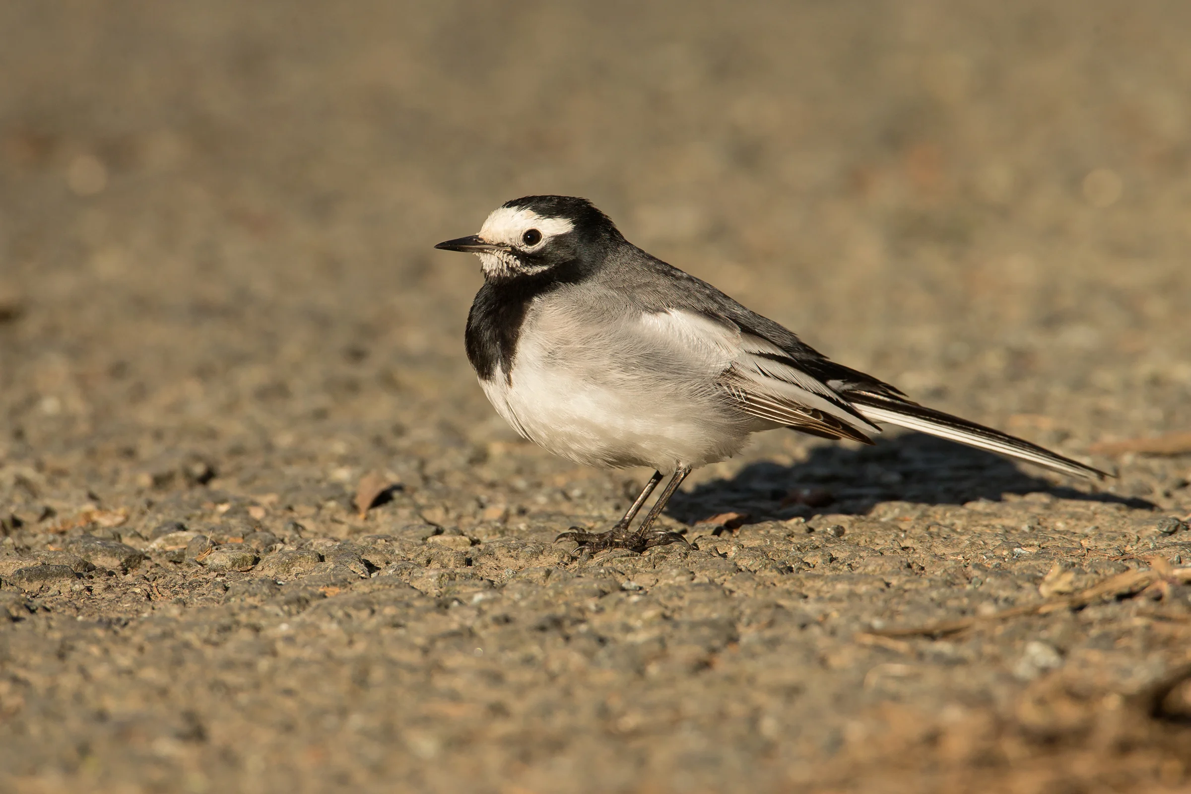 Masked Wagtail, Camrose December 2016