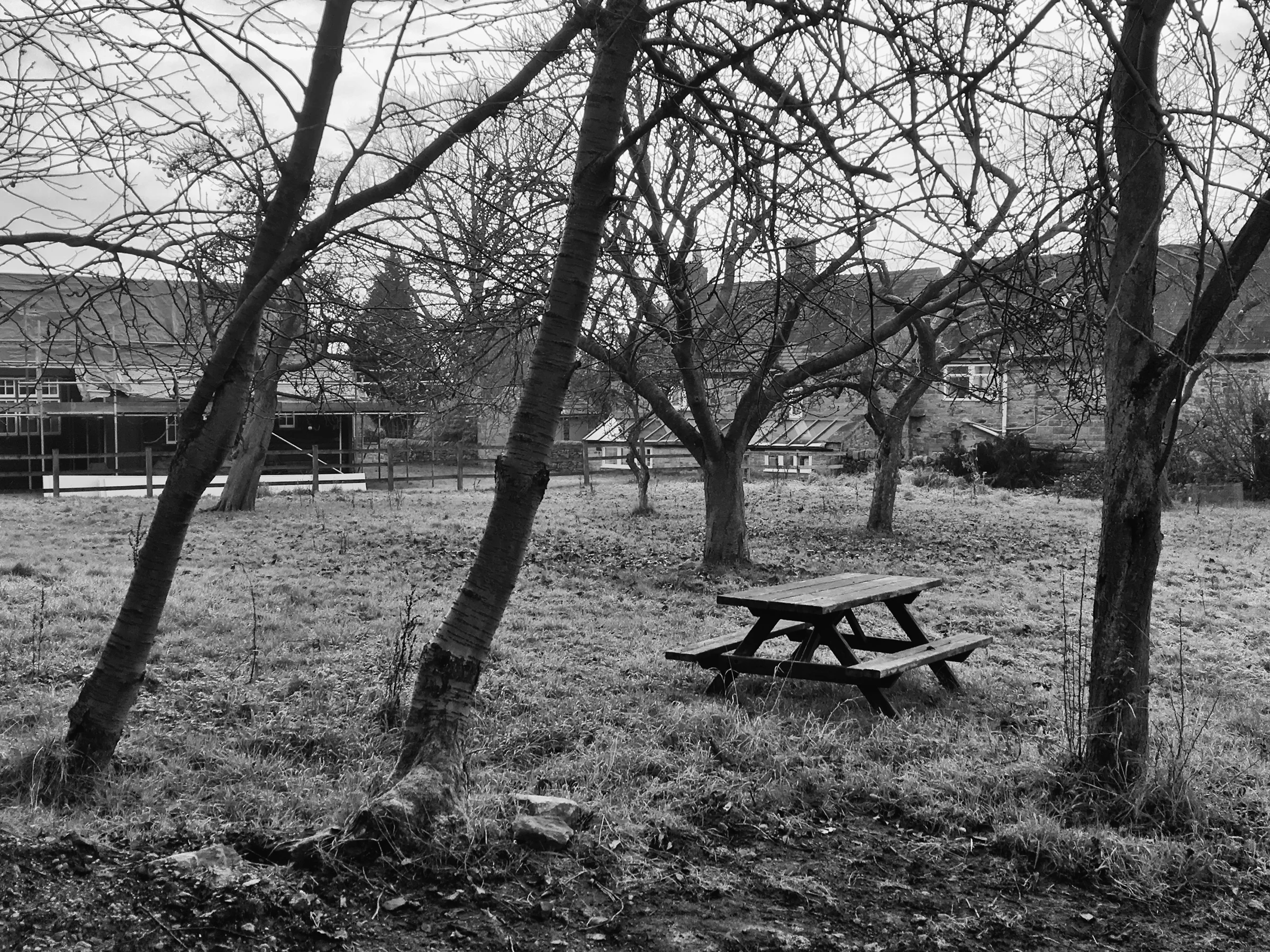 The Dusky Thrush's favourite apple orchard in Beeley.