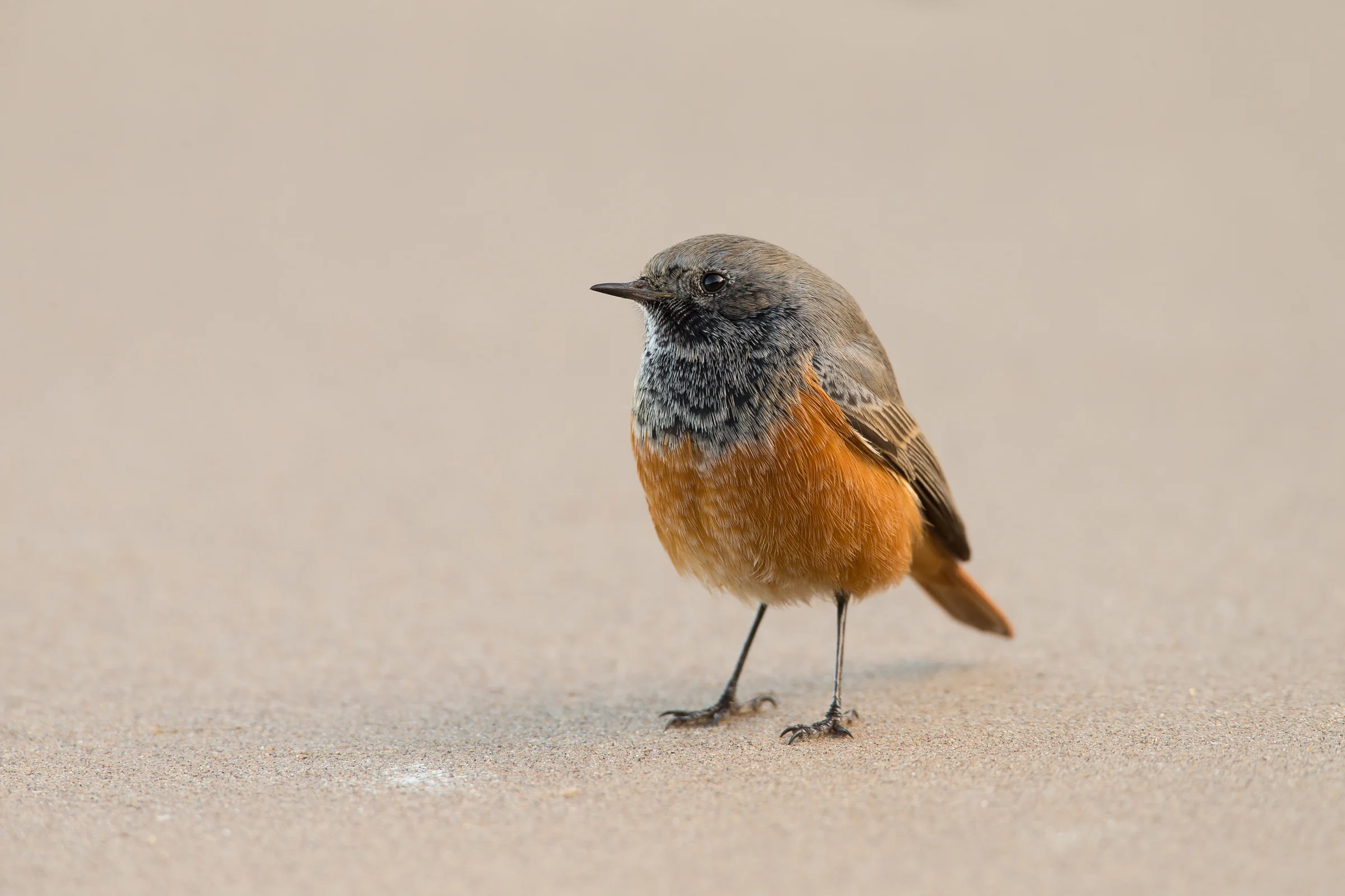 Eastern Black Redstart, Skinningrove Nov 2016