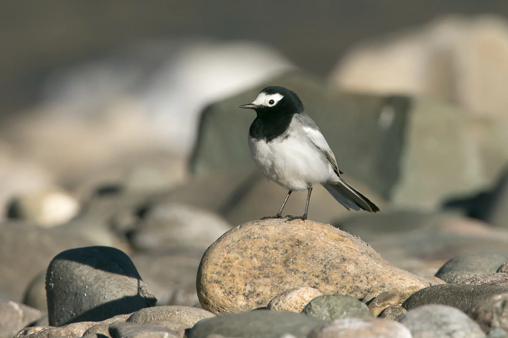 Masked Wagtail, Ladakh February 2016