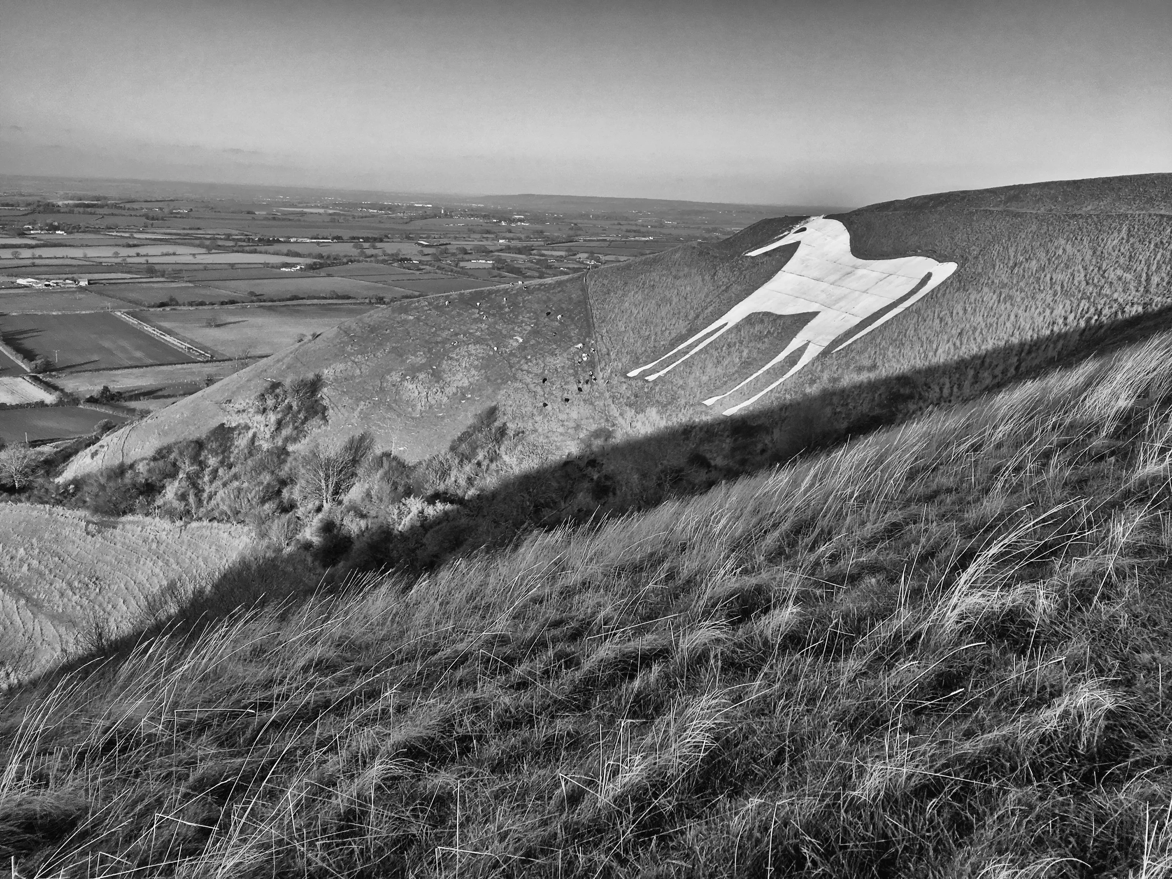 Long winter shadows fall over the Westbury White Horse in Wiltshire.