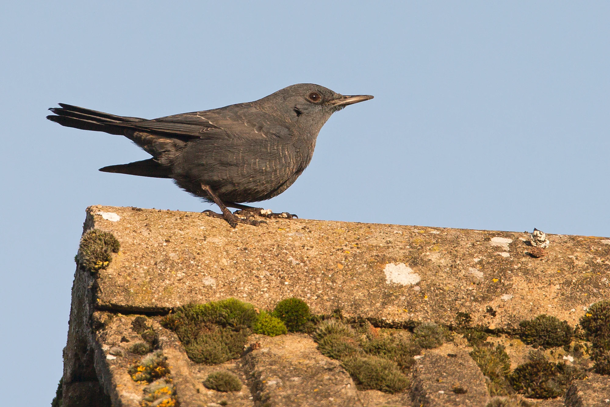 Blue Rock Thrush, Stow-on-the-Wold, 30 December 2016