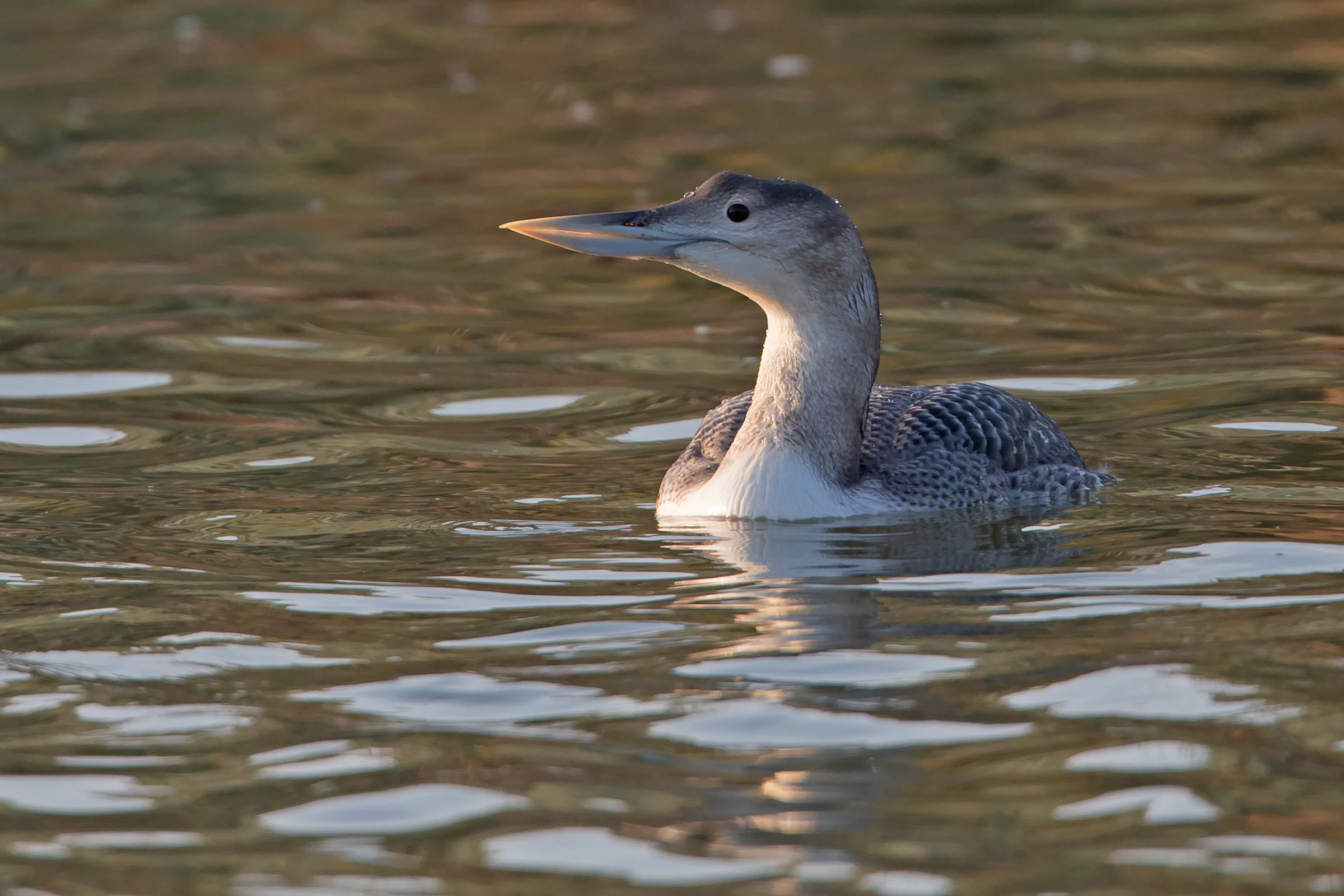Yellow-billed Loon, Lincolnshire January 2017