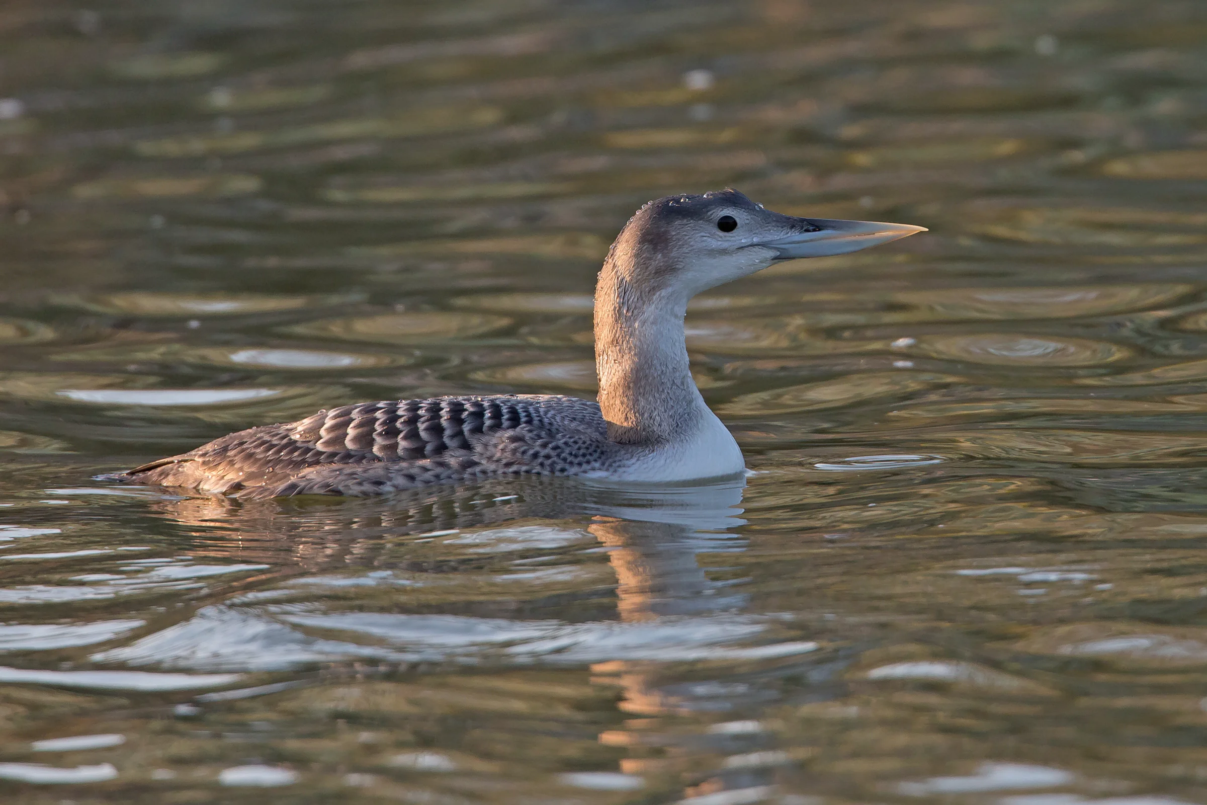 Yellow-billed Loon.jpg