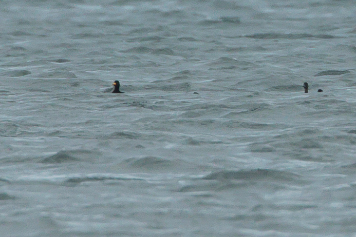 Black Scoter, Cheswick Sands