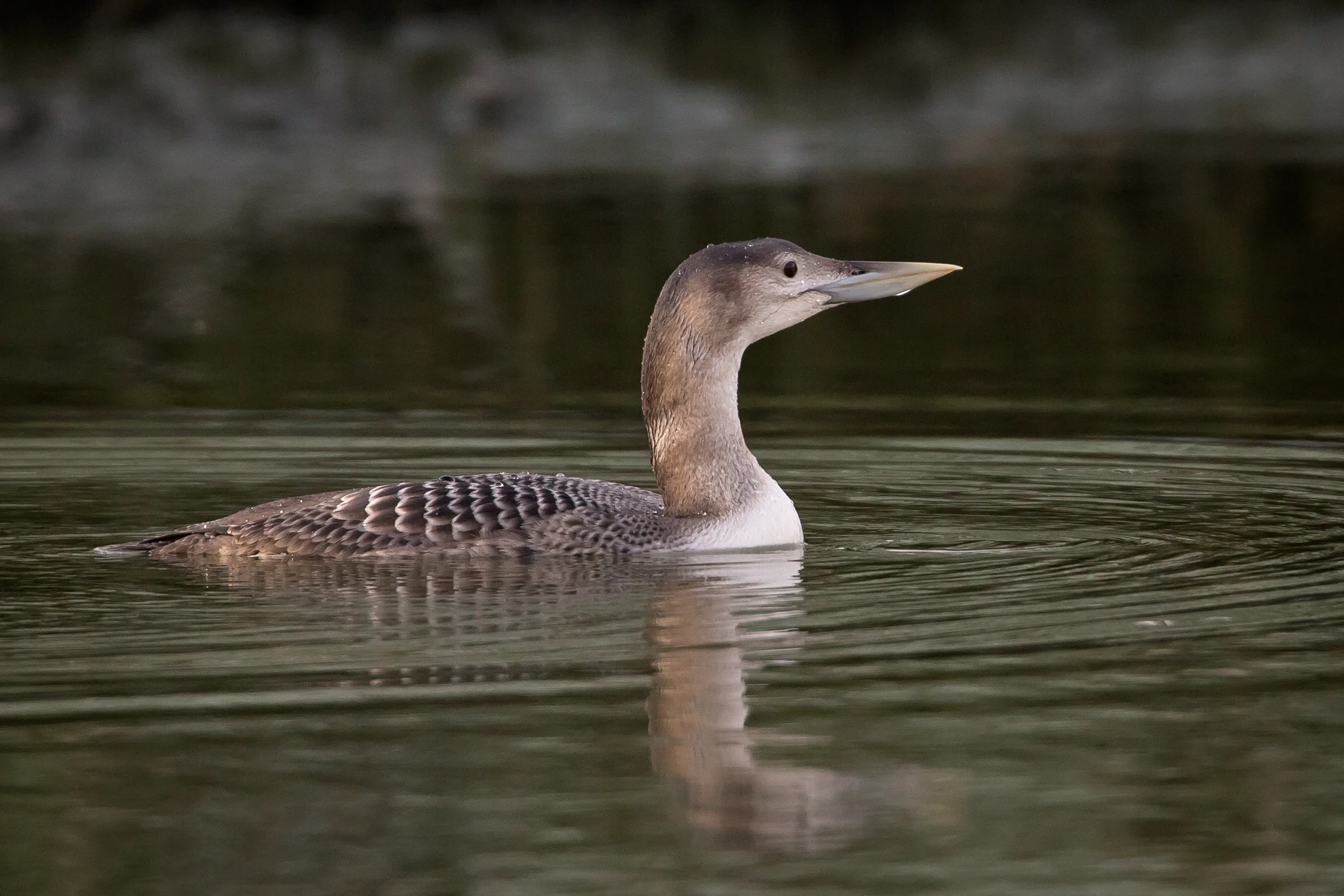 yellow-billed_loon.jpg