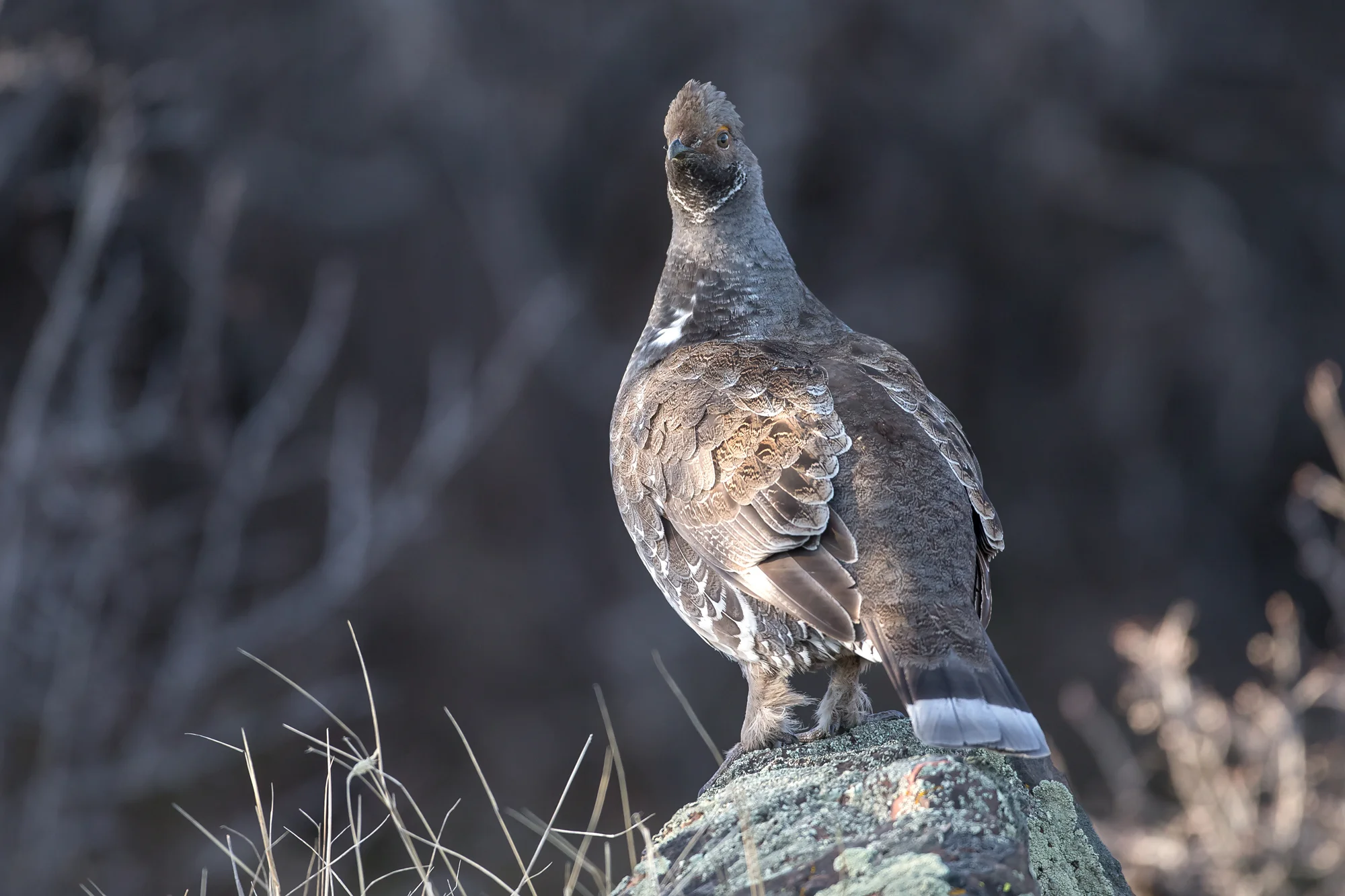 Dusky Grouse, Black Canyon of the Gunnison National Park, Colorado