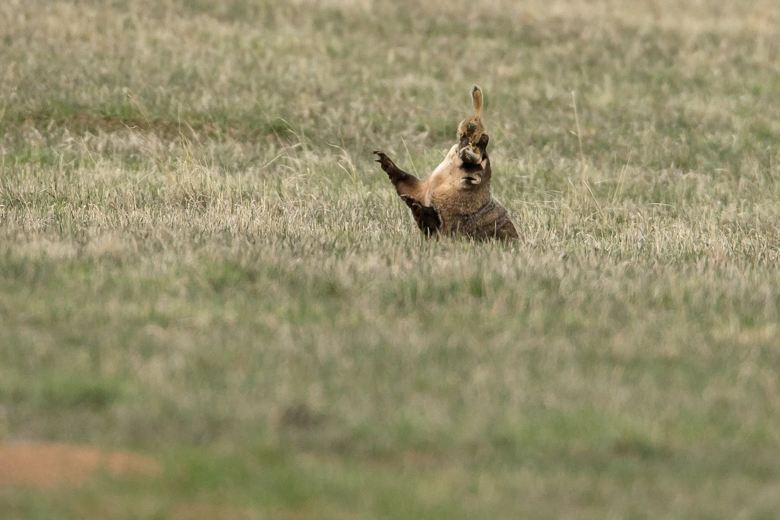 American_Badger.jpg