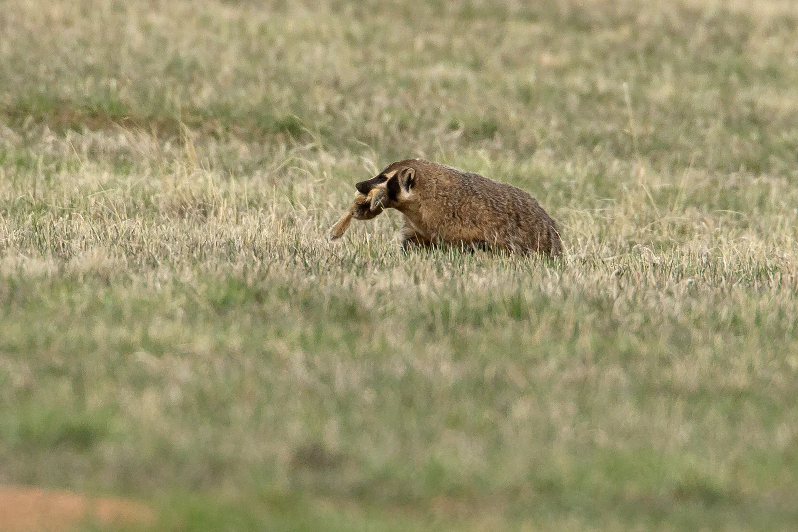 American_Badger.jpg