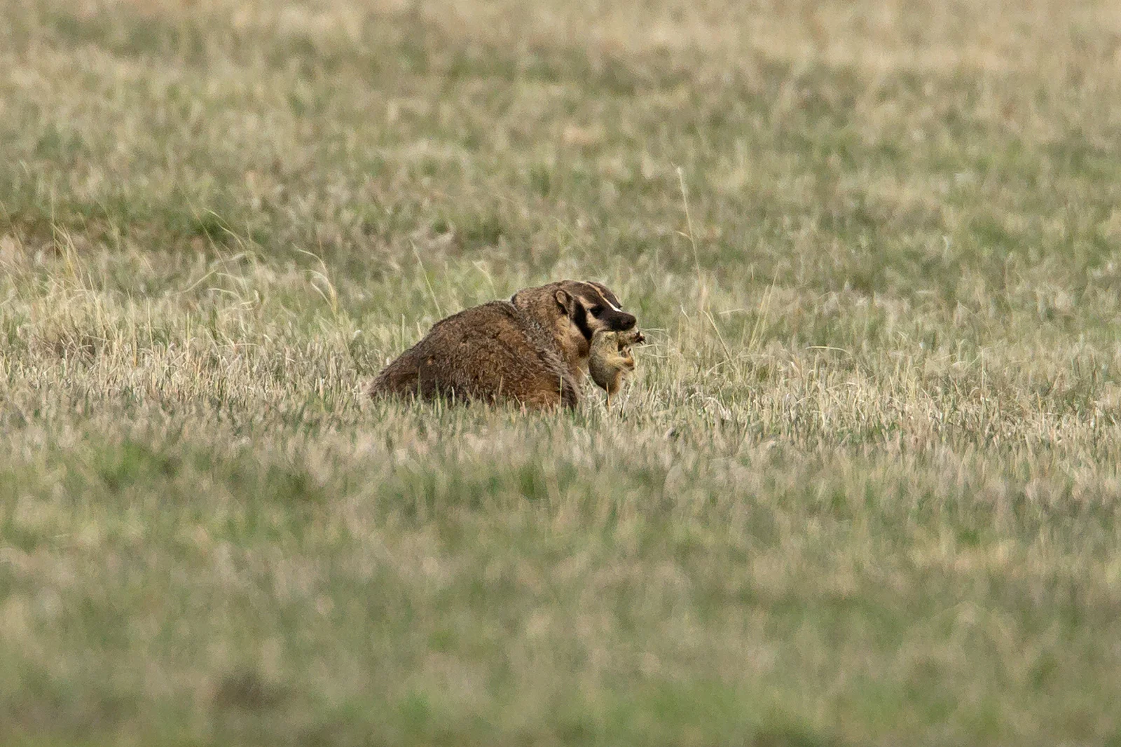 American_Badger.jpg
