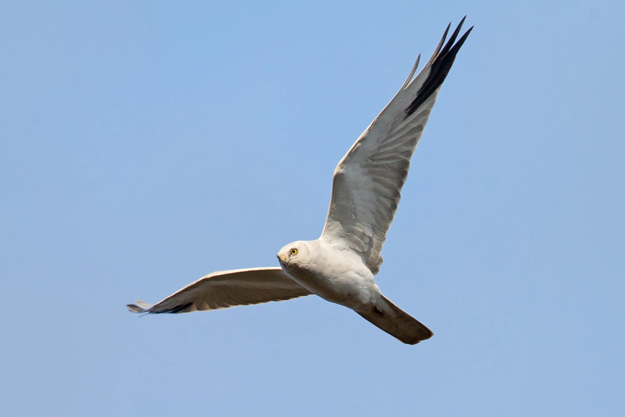 pallid_harrier.jpg