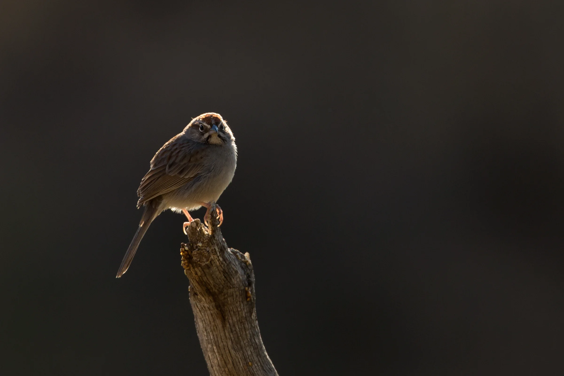 Rufous-crowned Sparrow, Davis Mountains April 2017