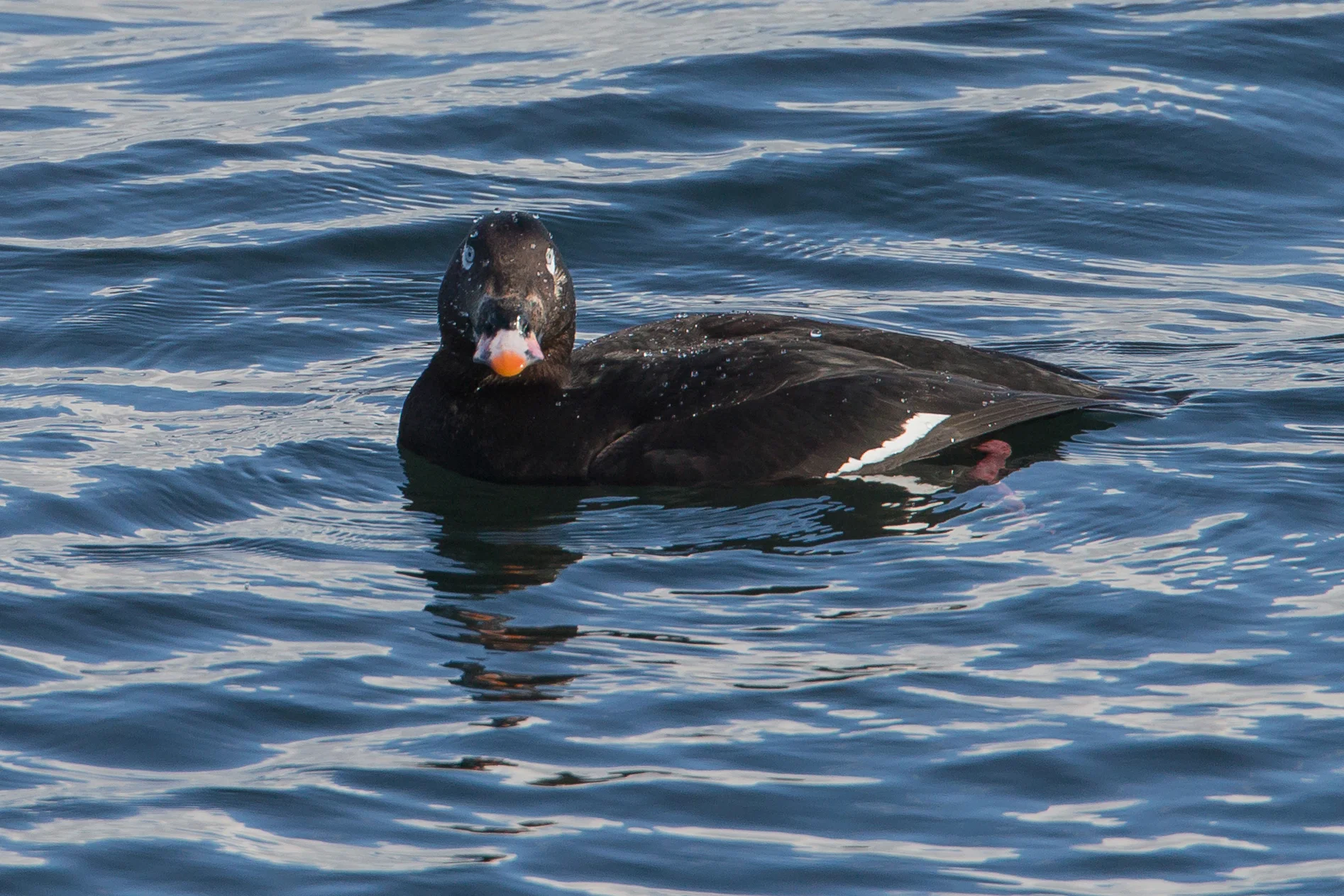 White-winged Scoter, Sandgerdi May 2017