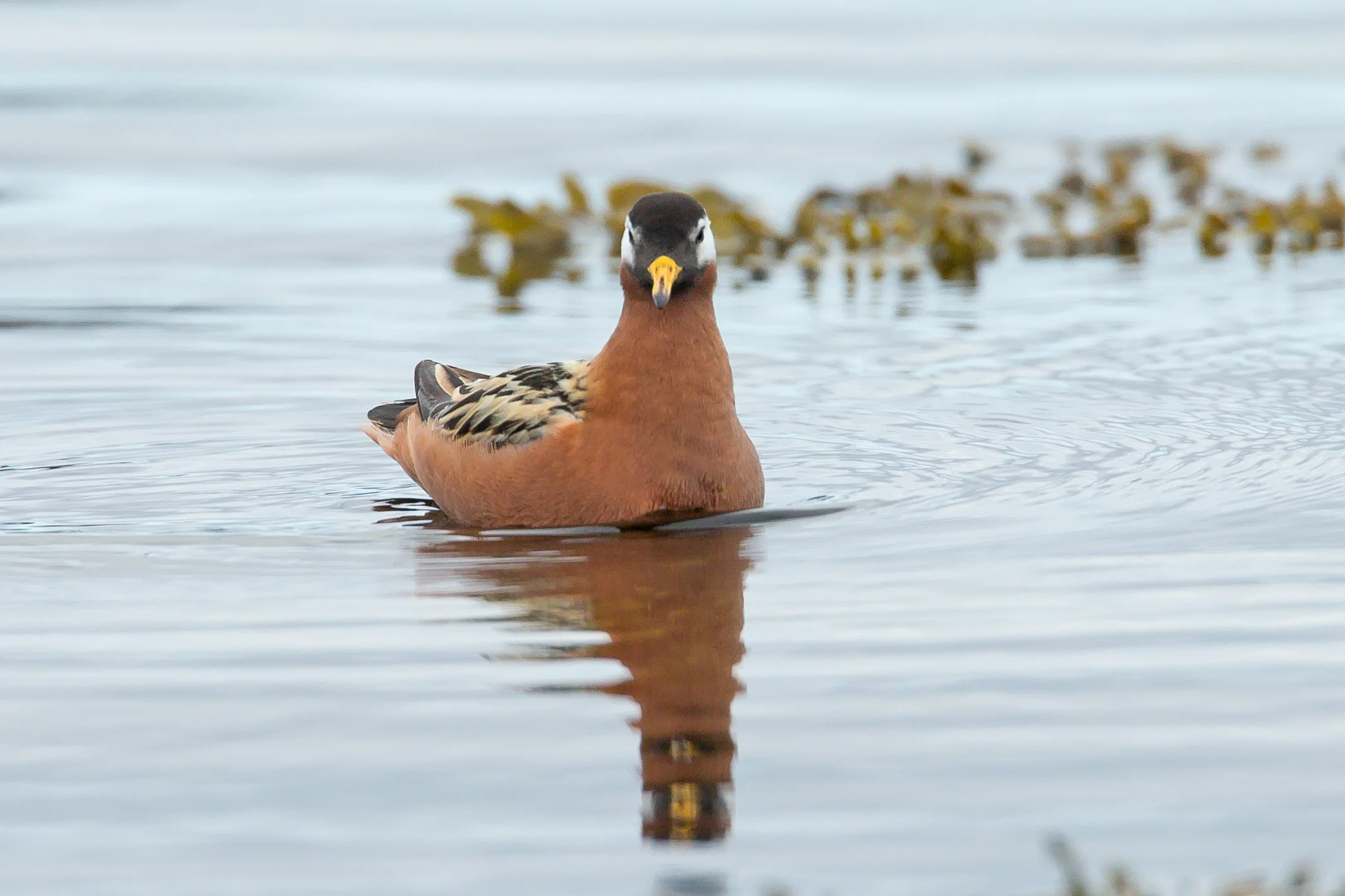Red Phalarope, Flatey June 2017