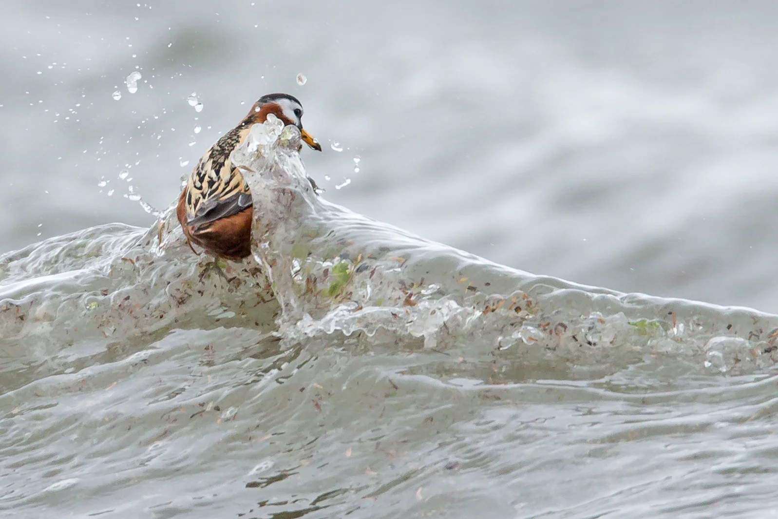 Red Phalarope, Húsavík June 2017
