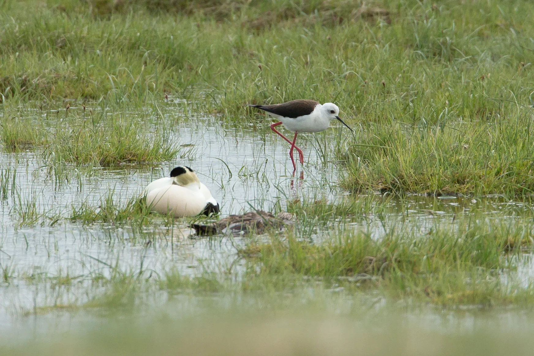 Iceland's first Black-winged Stilt, Sandgerdi.