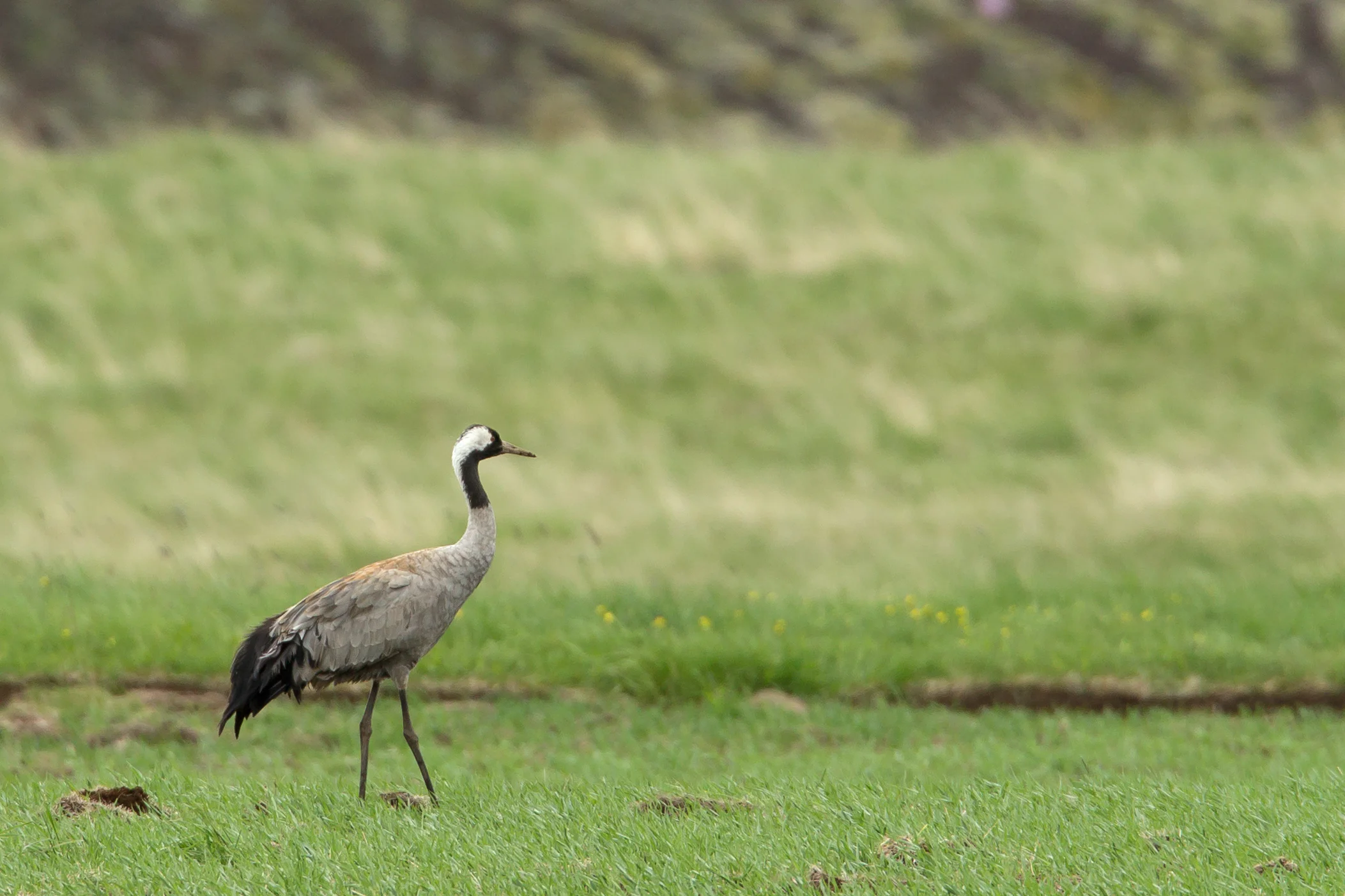 Common Crane, Aðaldal.