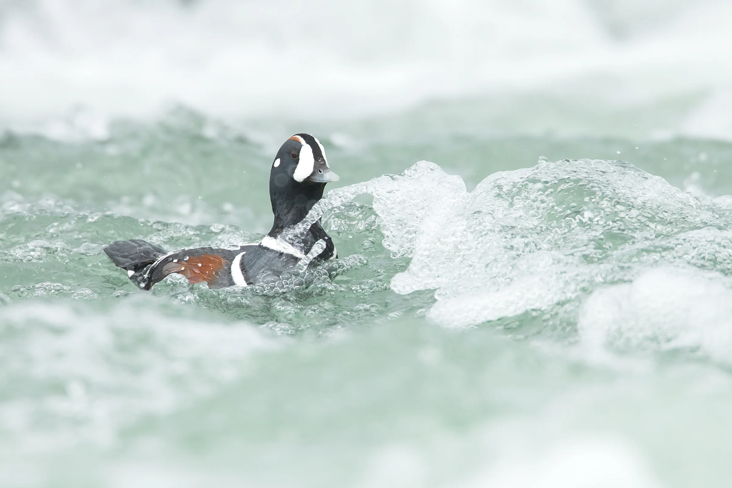 A drake Harlequin Duck shoots the rapids of the Laxá in Northeast Iceland (Mike Watson)