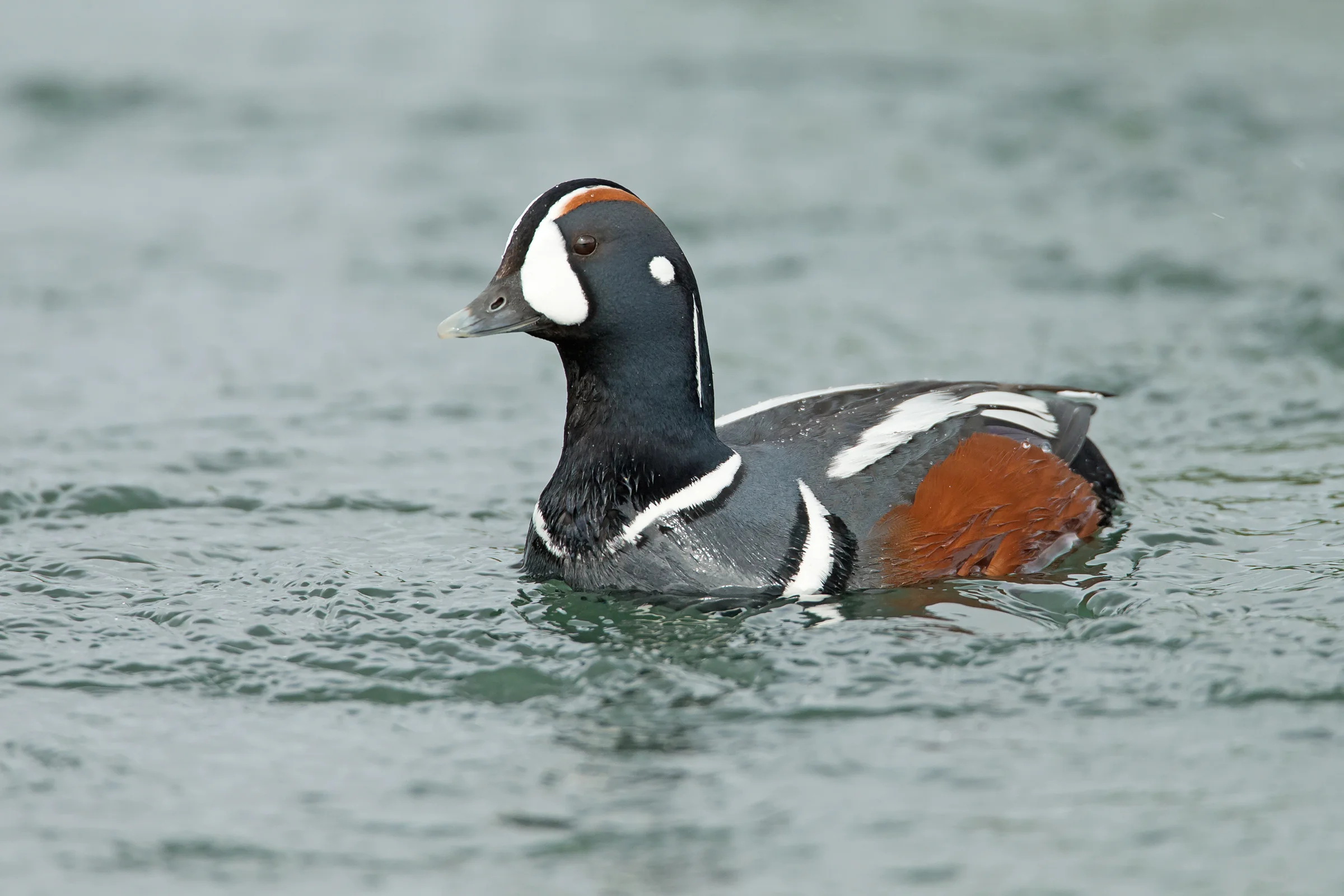 harlequin.jpg