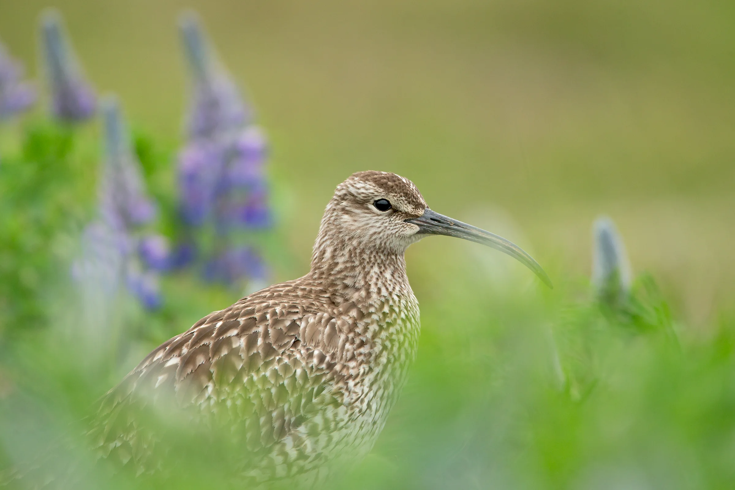 Eurasian Whimbrel, Húsavík June 2017