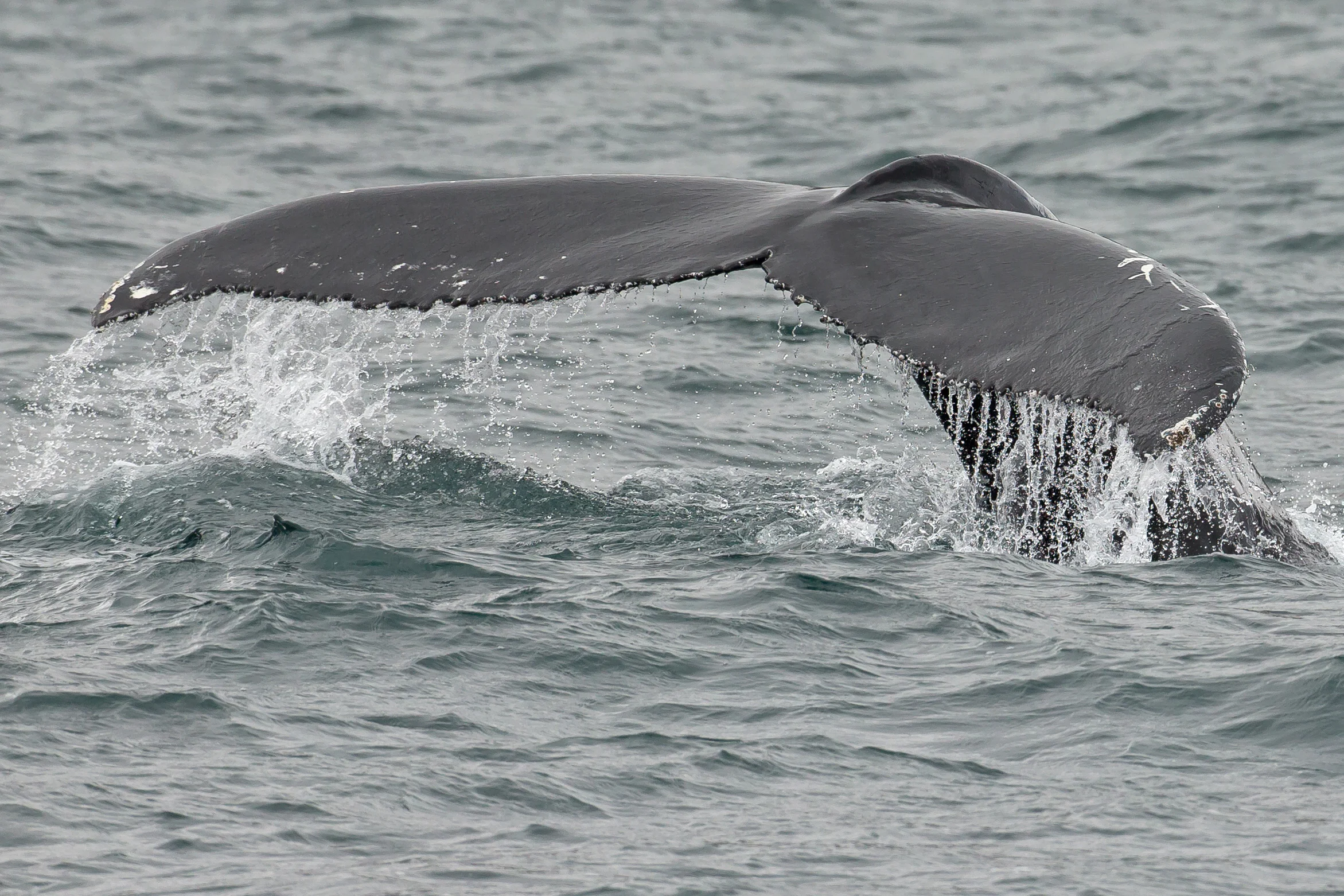 Humpback Whale, Húsavík June 2017