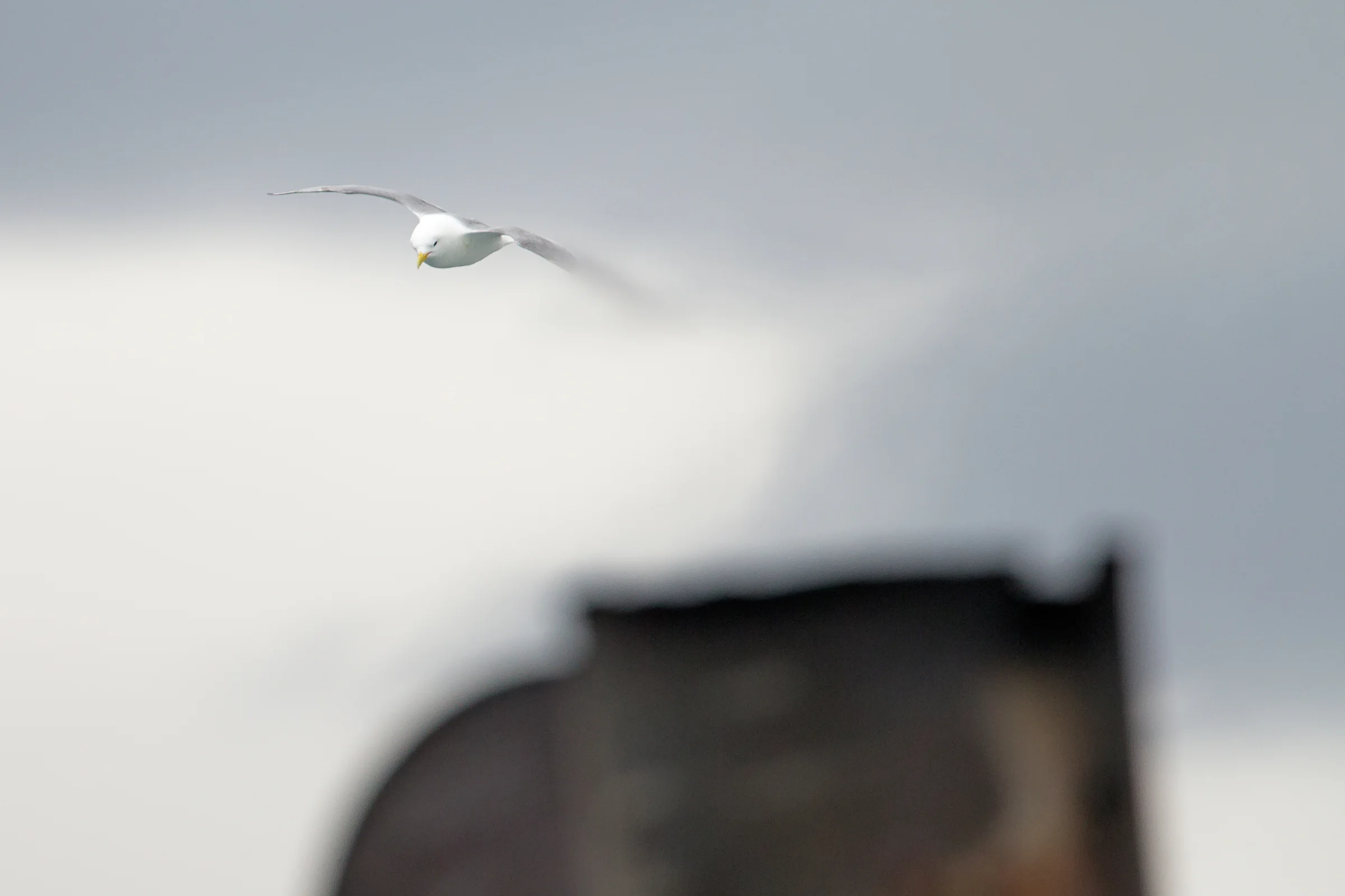 Black-legged Kittiwake, Ferry Baldúr June 2017