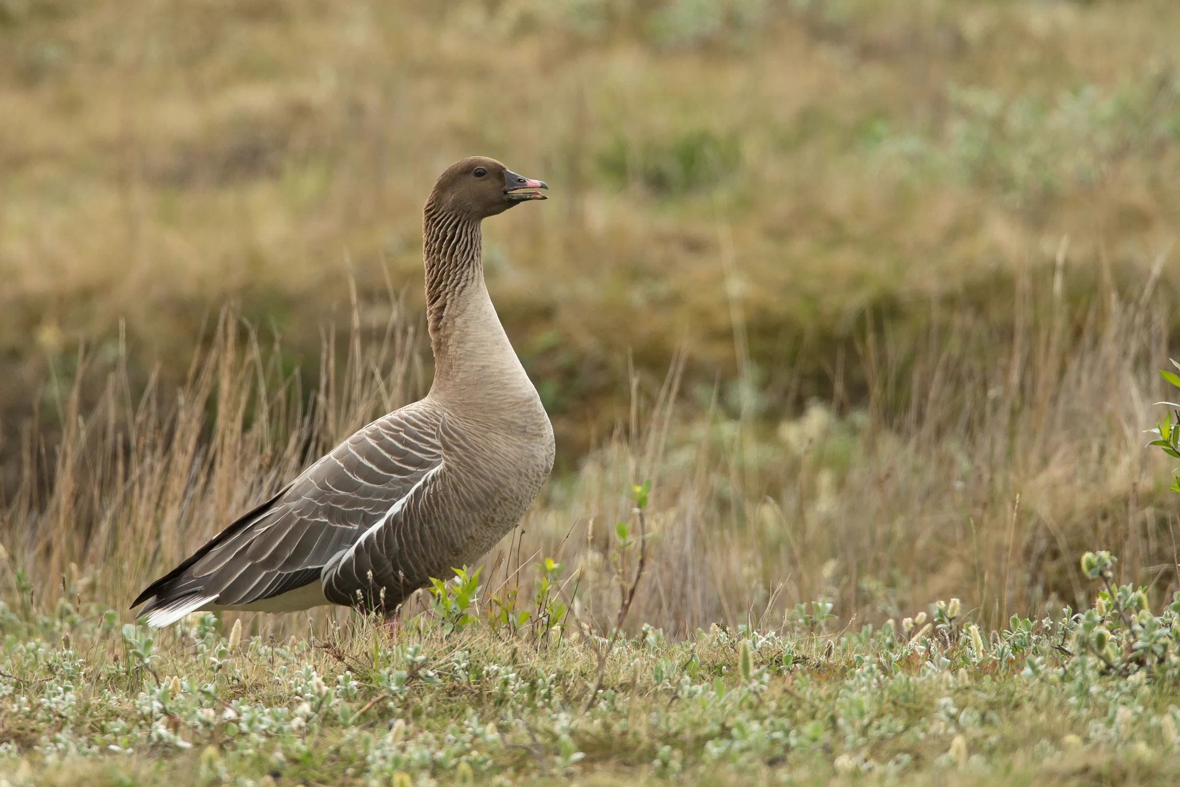 Pink-footed Goose, Iceland June 2017