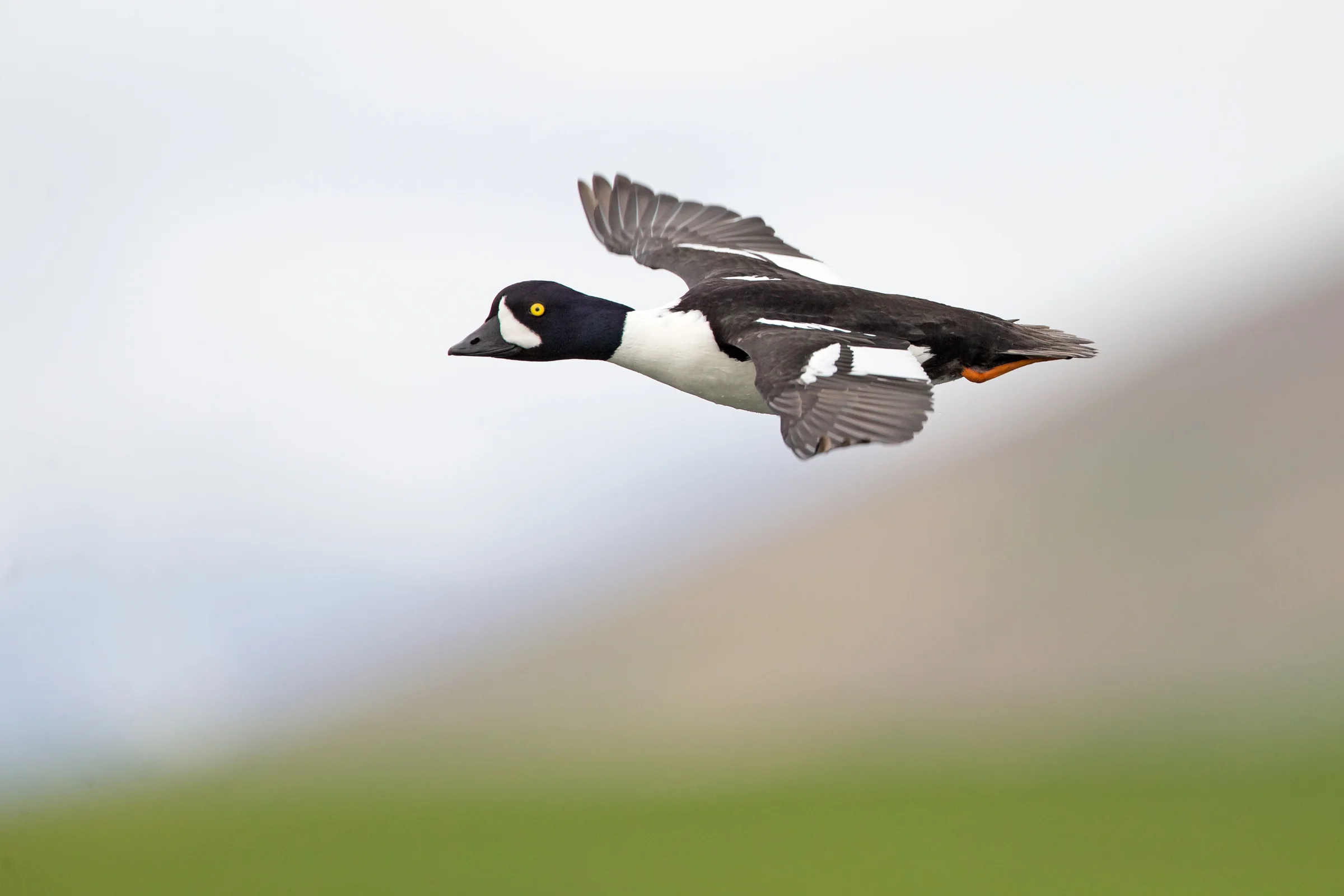 Barrow's Goldeneye, Laxá June 2017