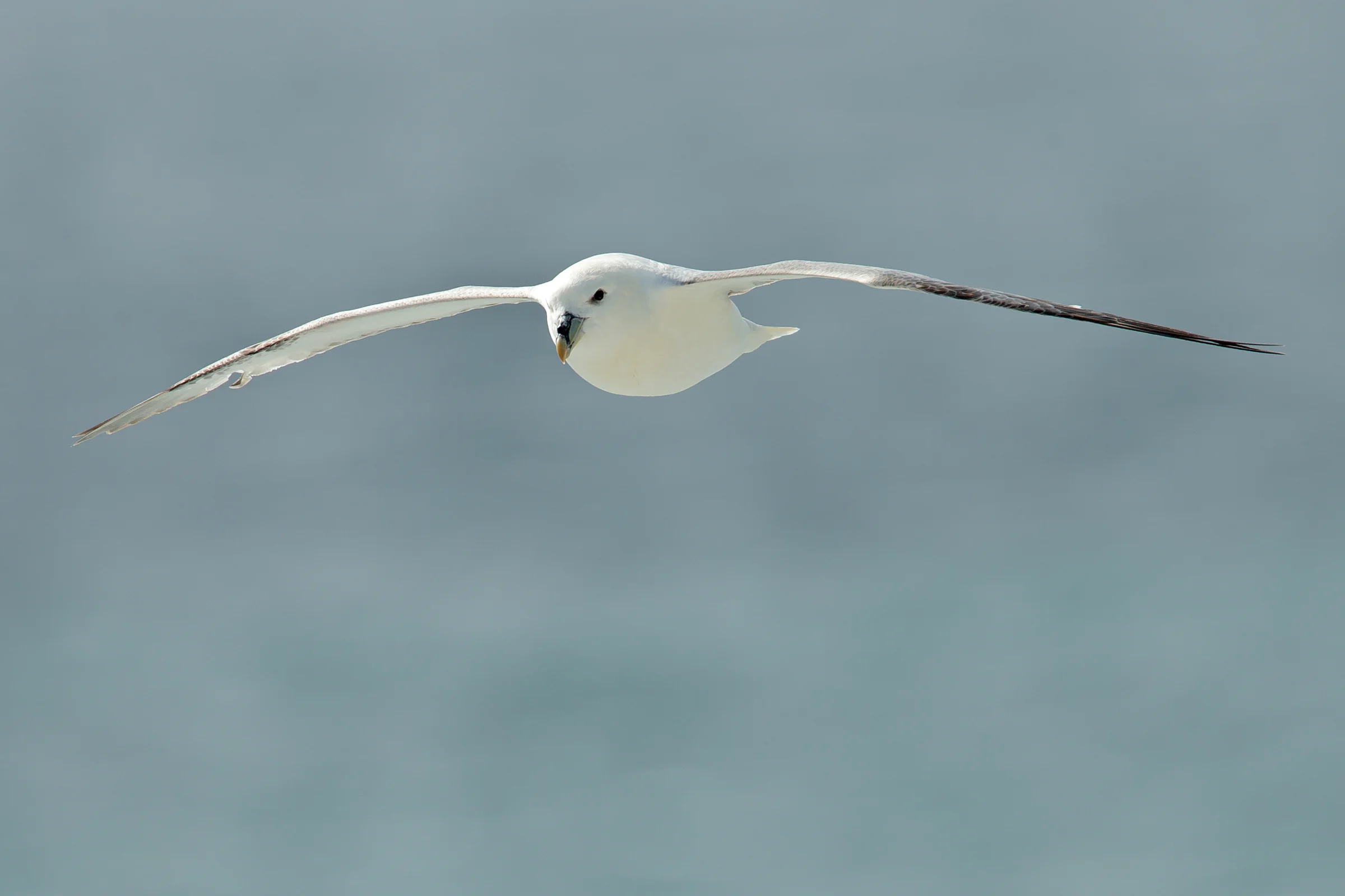 Northern Fulmar, Ferry Baldúr June 2017