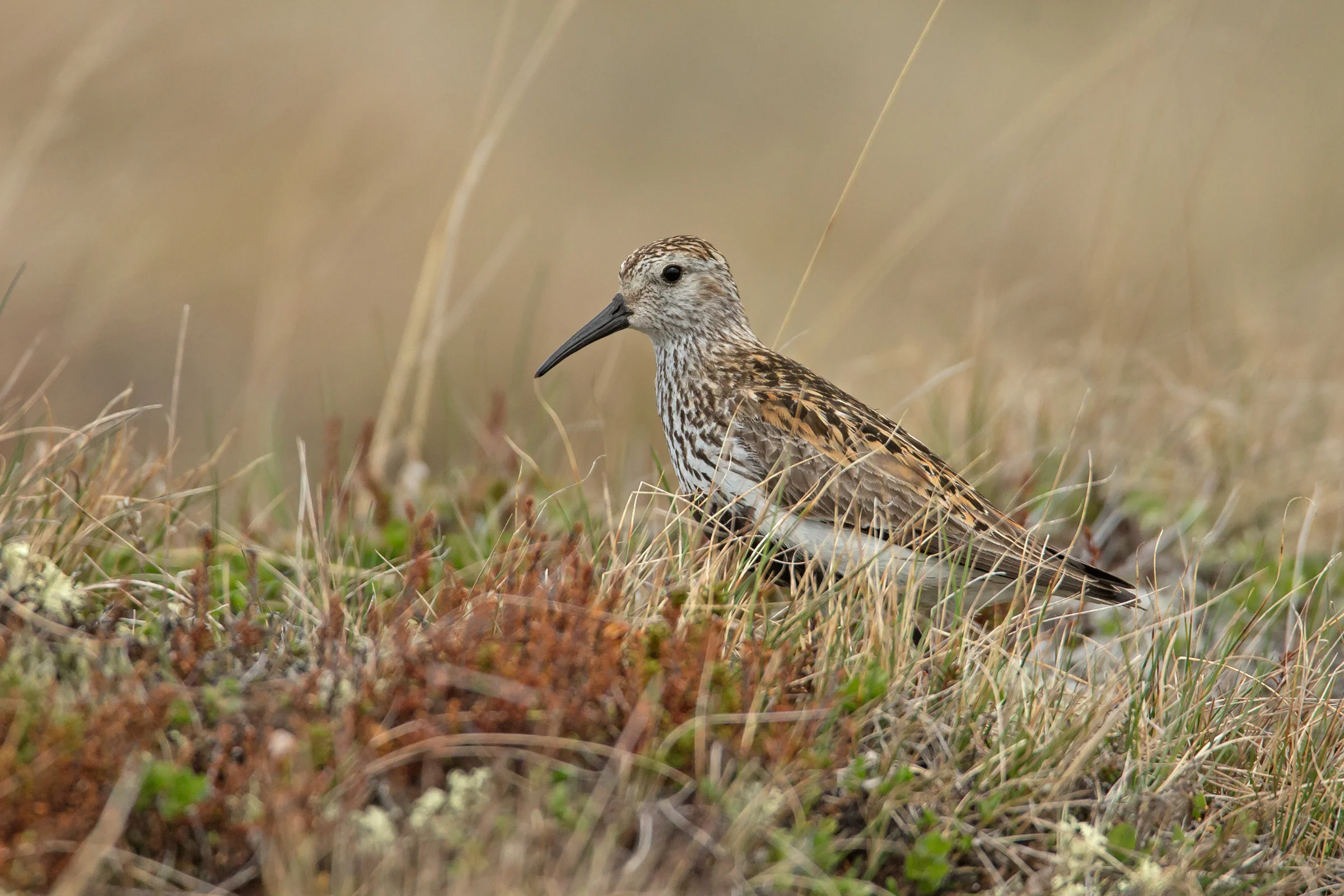 Dunlin, Laxá June 2017