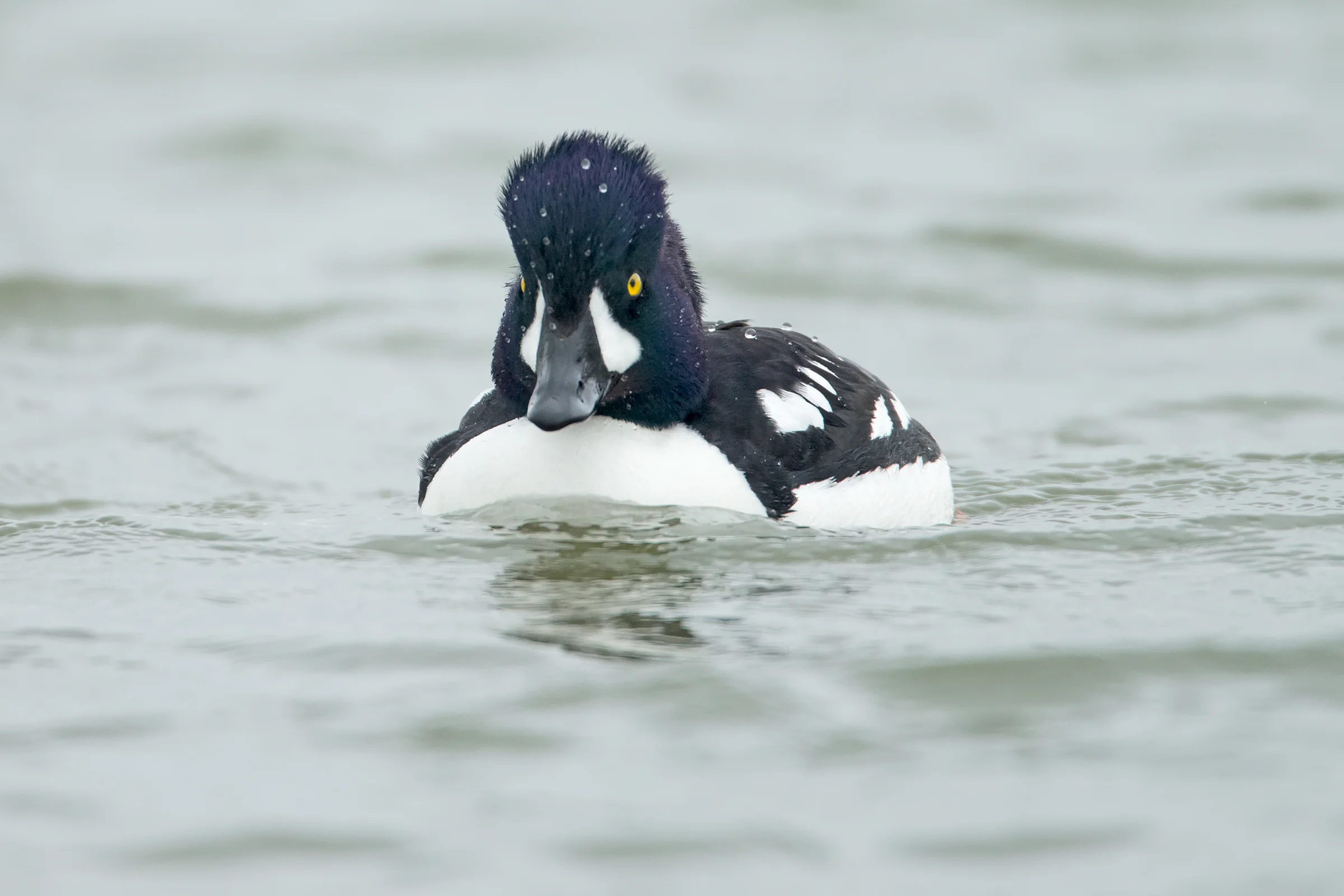 Barrow's Goldeneye, Laxá June 2017