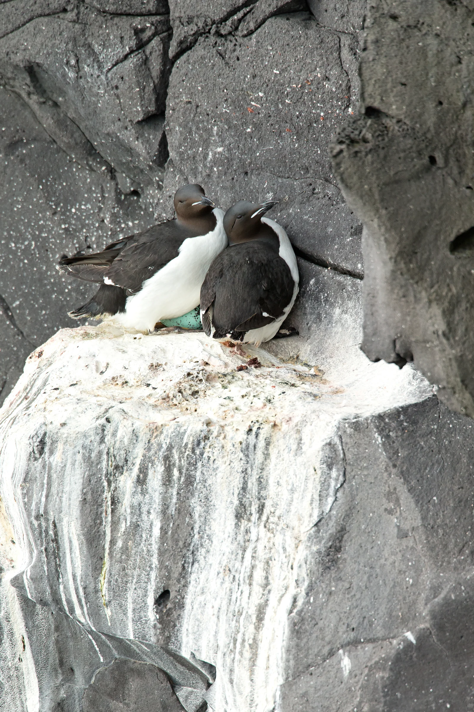 Thick-billed Murre, Svörtuloft June 2017