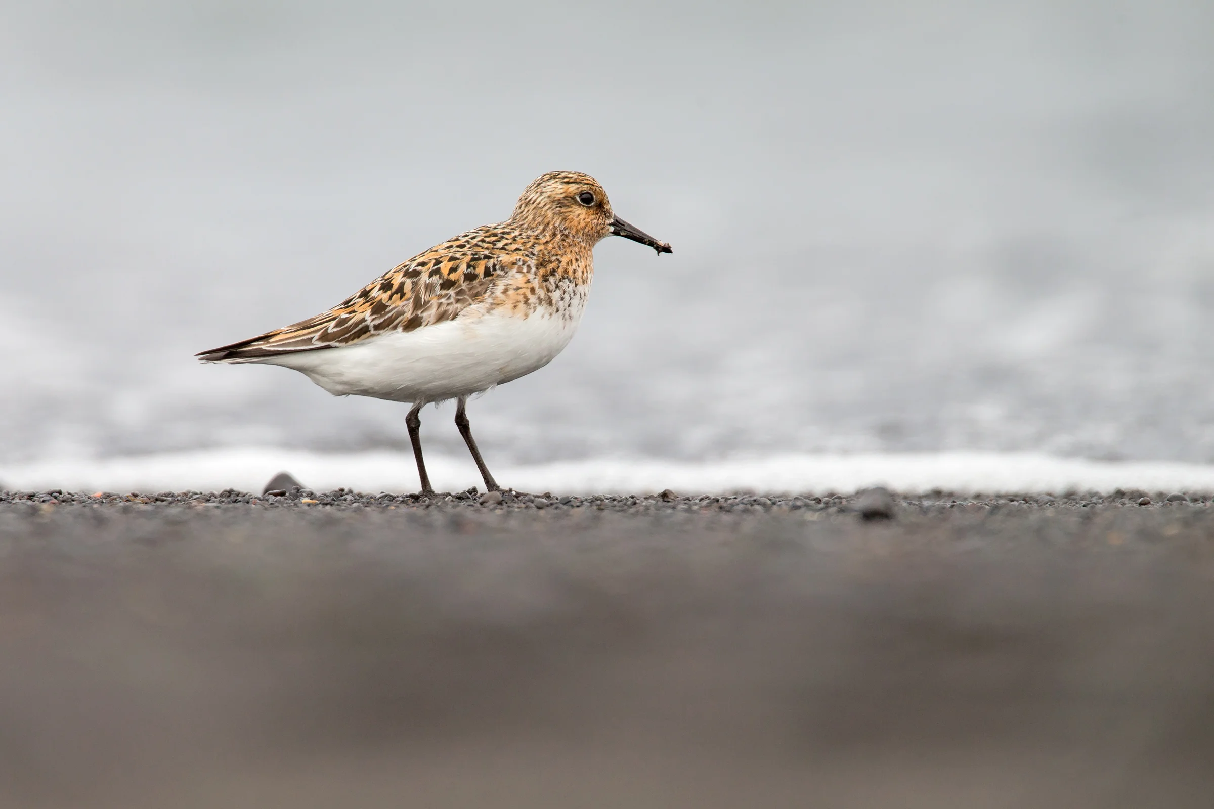 Sanderling, Blönduos June 2017