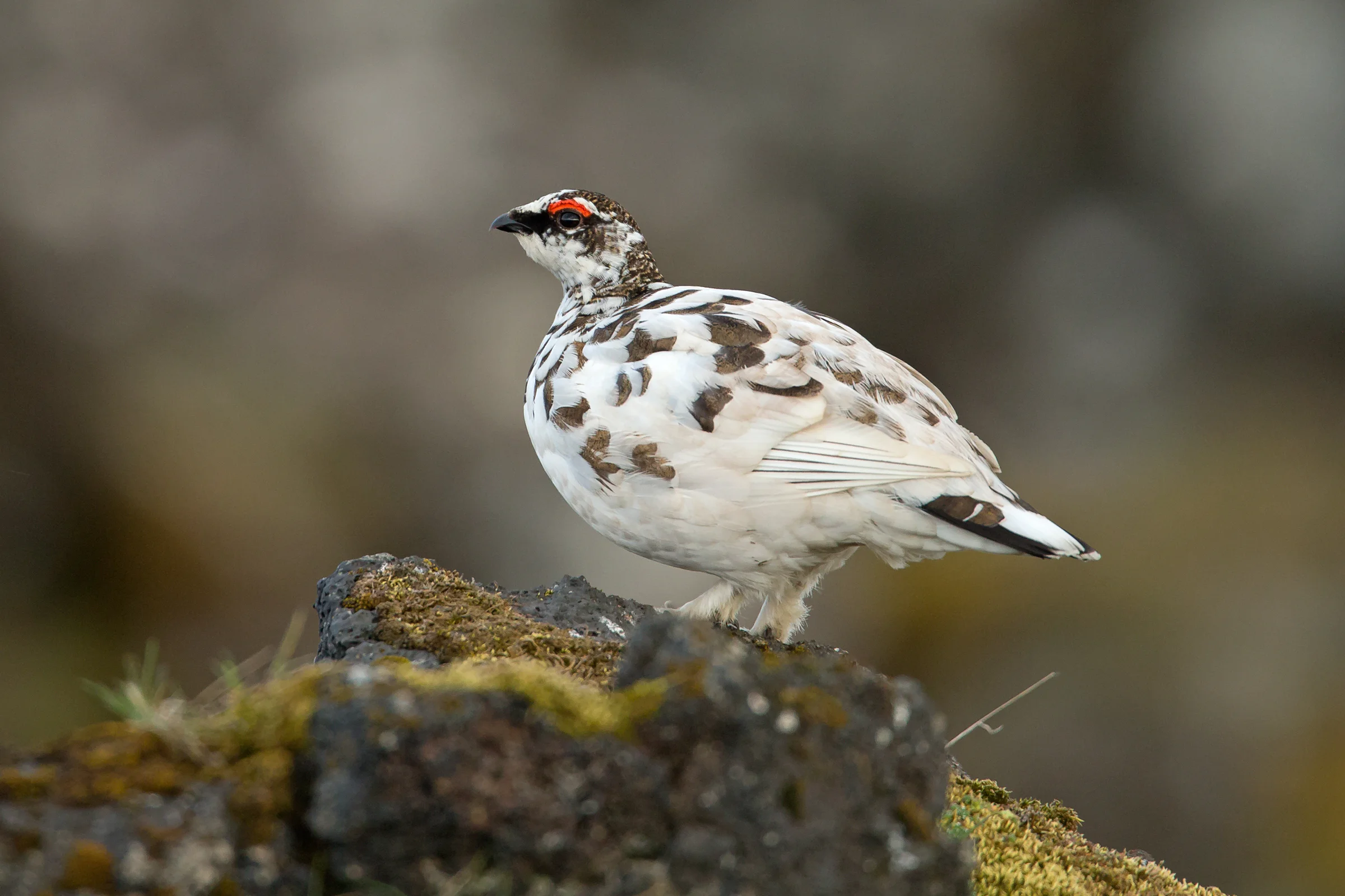 Rock Ptarmigan, Snaefellsjökull NP June 2017