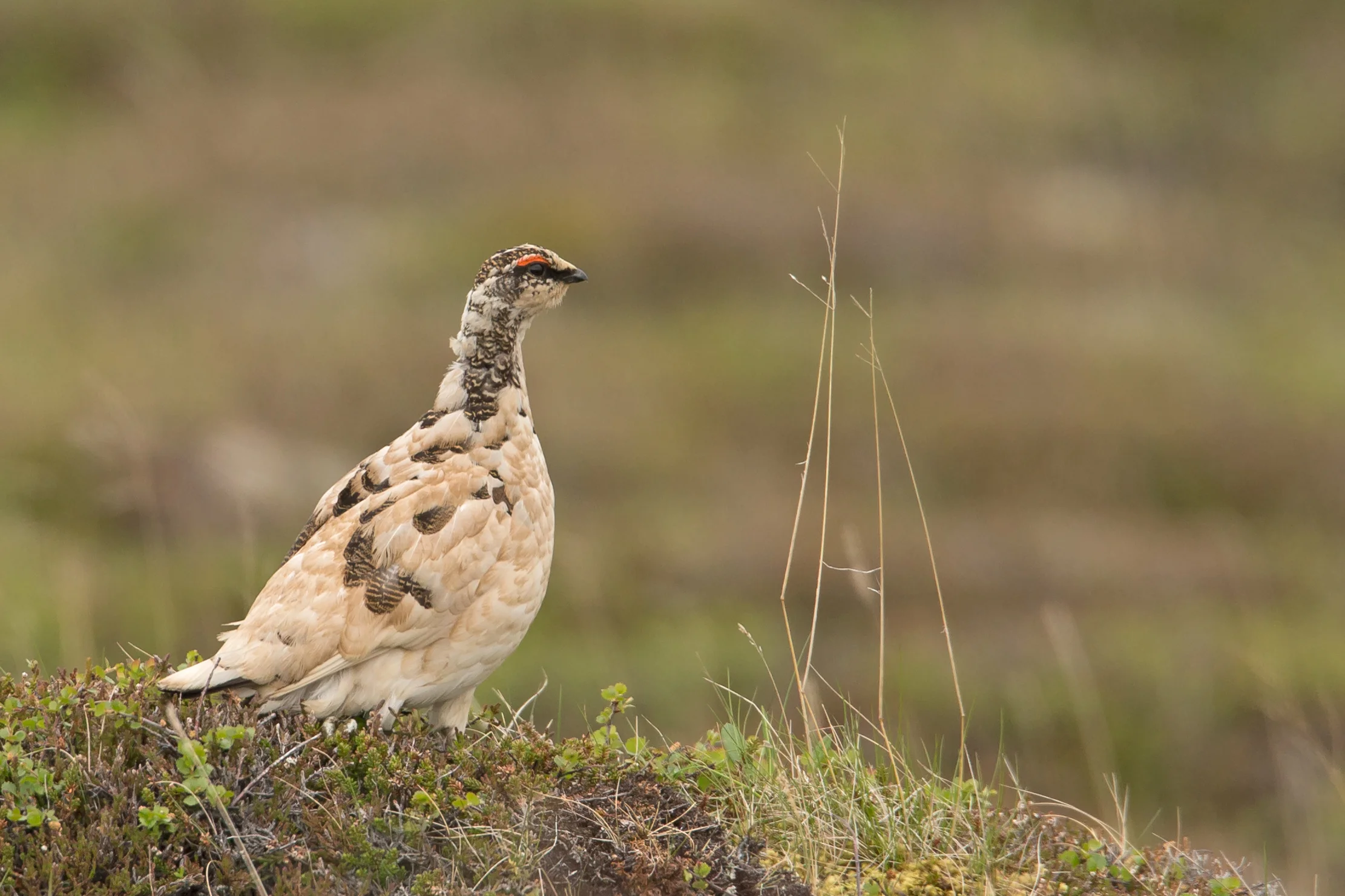 Rock Ptarmigan, Húsavík June 2017