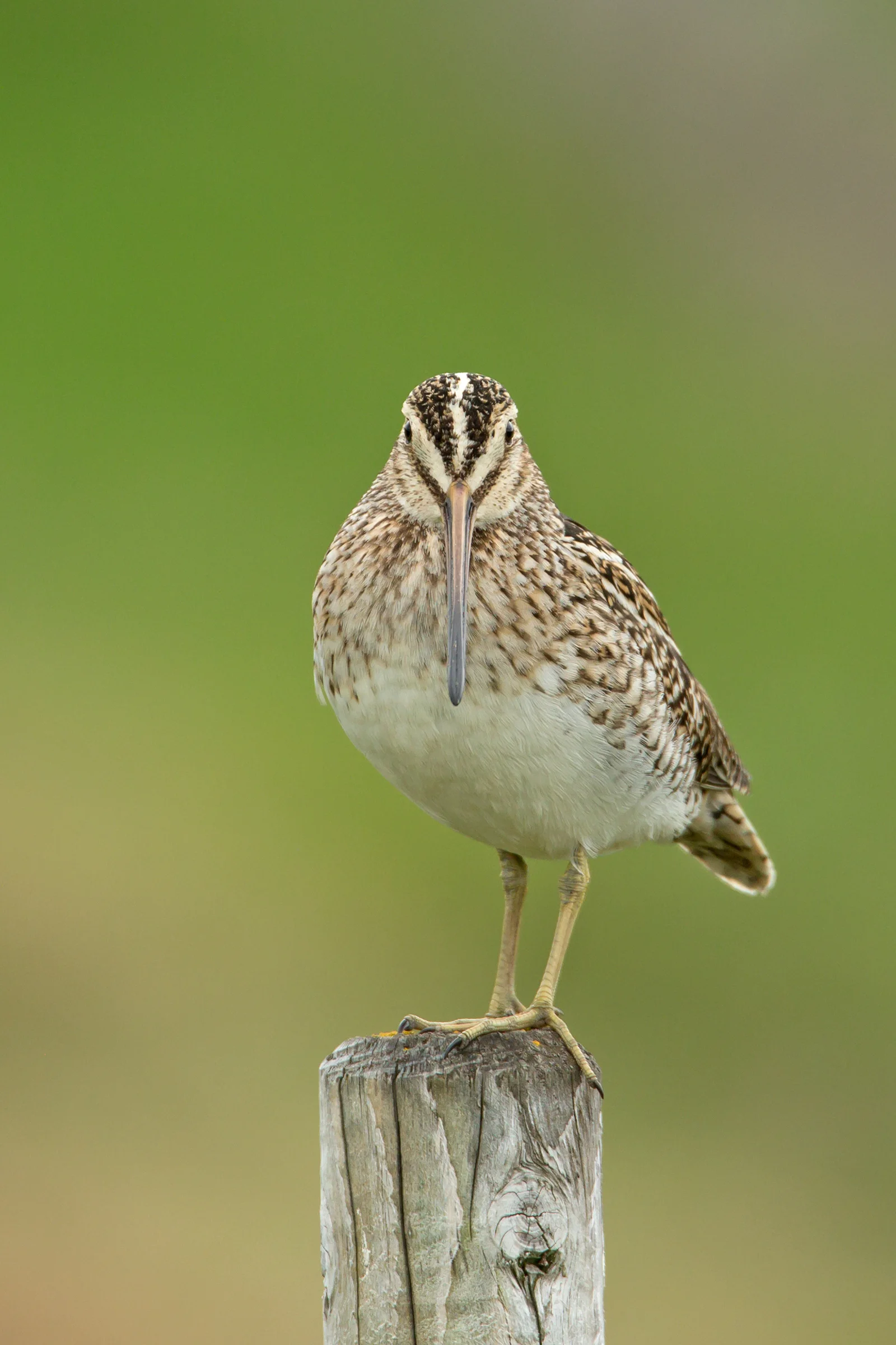 Common Snipe, Flatey June 2017