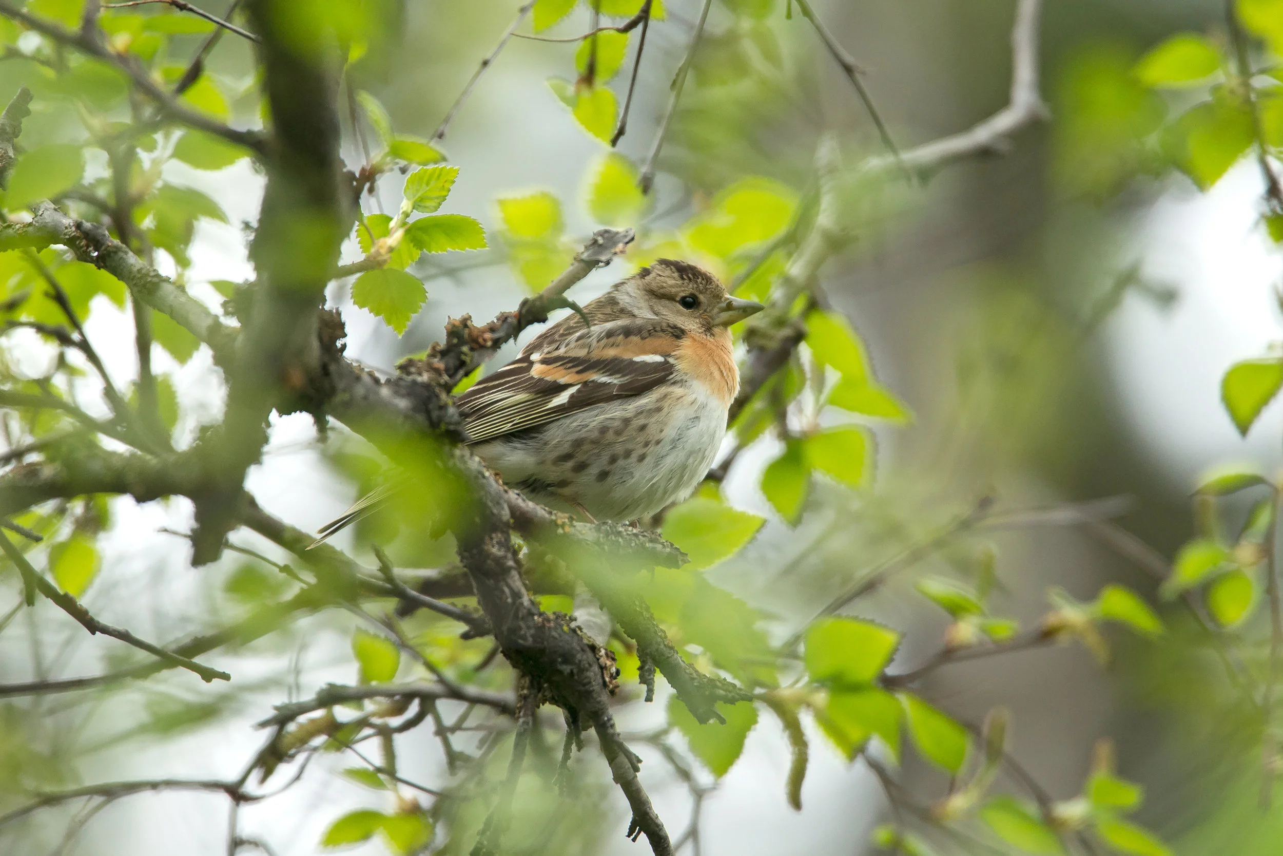 Brambling, Lake Myvatn June 2017