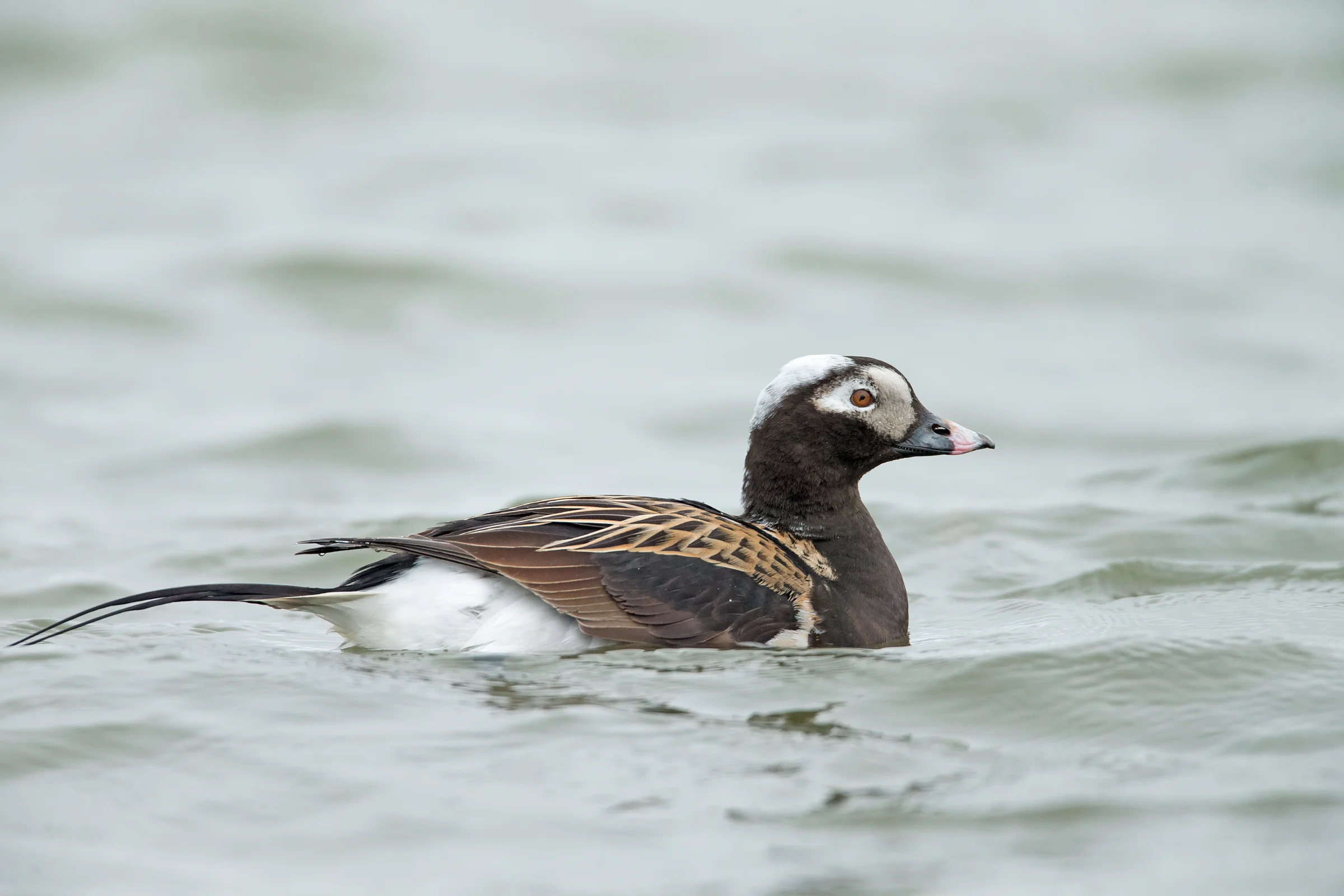 Long-tailed Duck, Lake Myvatn June 2017