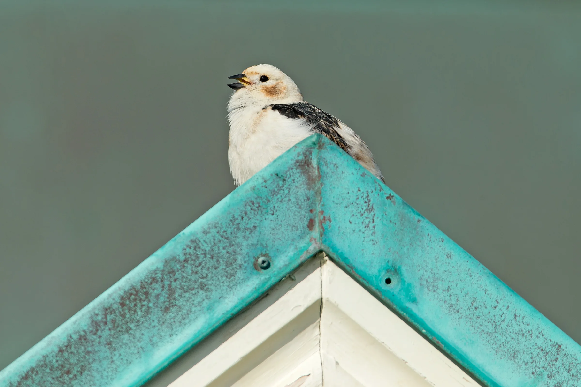 Snow Bunting, Flatey June 2017