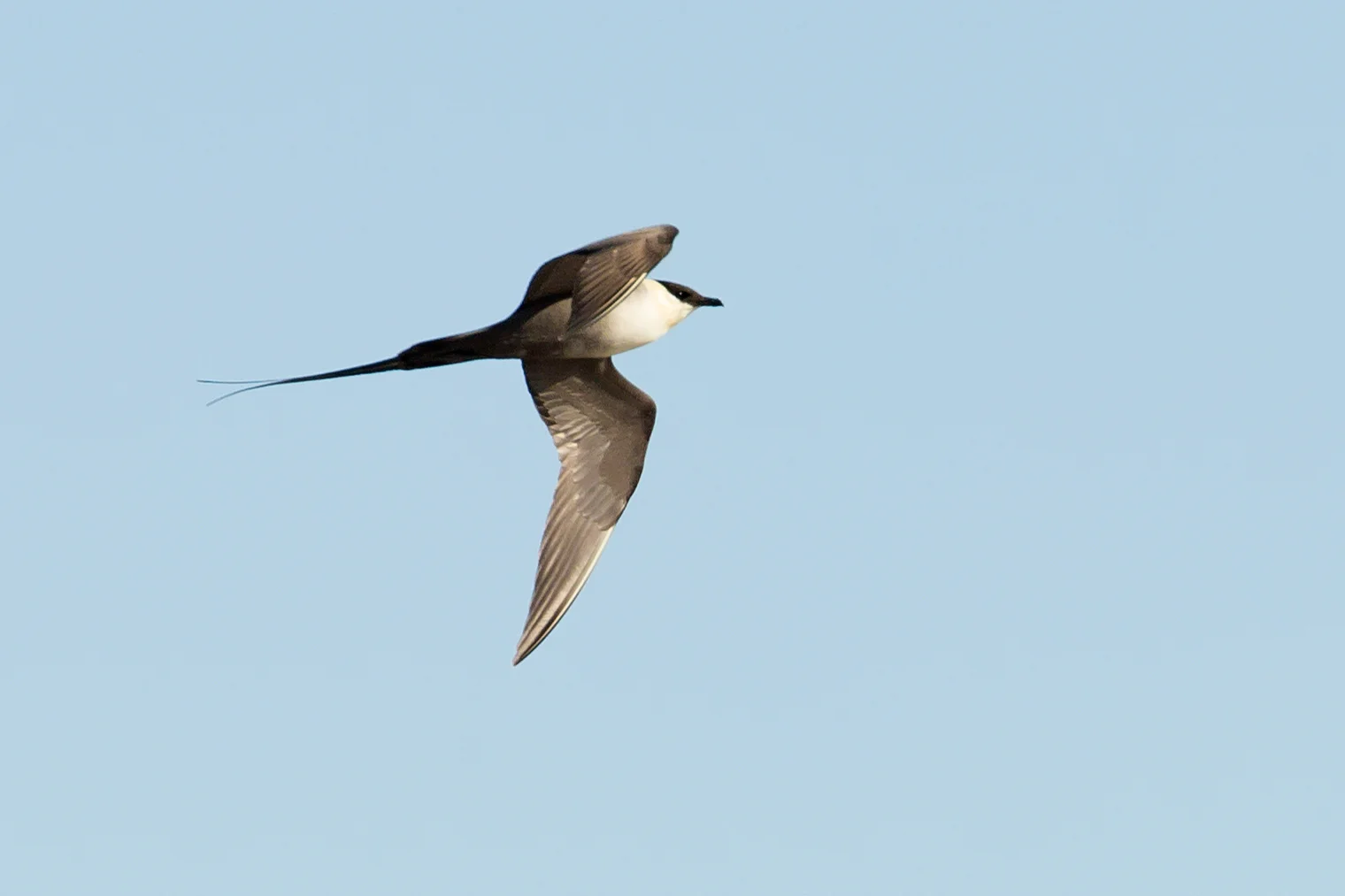 Long-tailed Skua, Miðjum hvergi June 2017