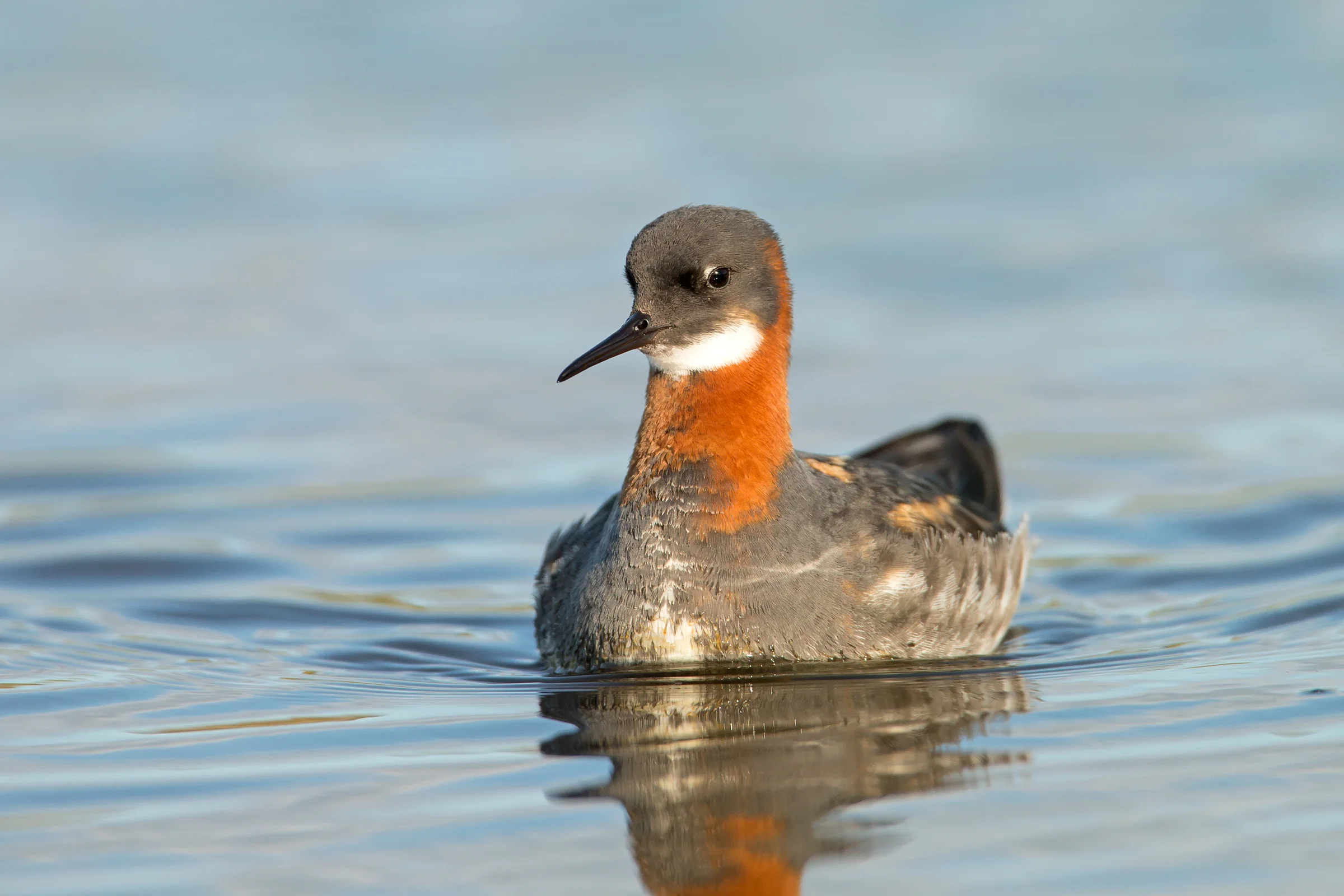Red-necked Phalarope, Flatey June 2017