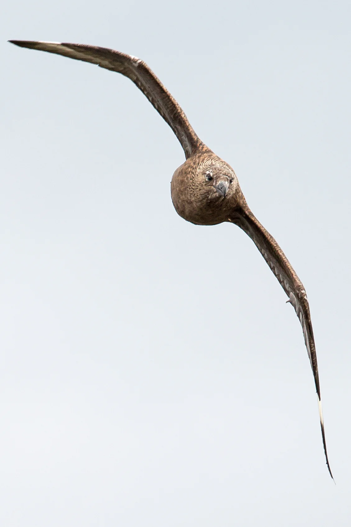 Great Skua, Austursandvegur June 2017