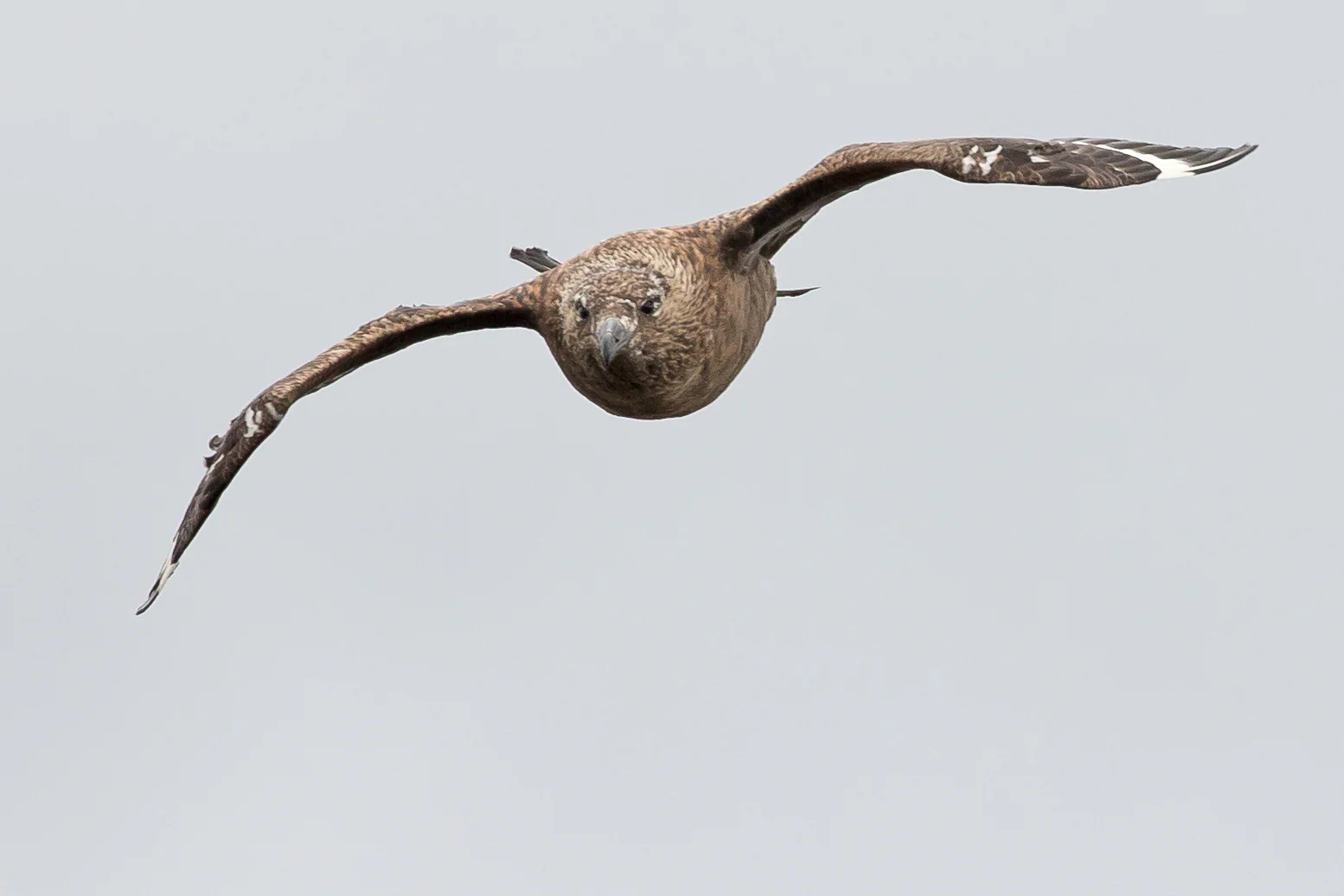 Great Skua, Austursandvegur June 2017