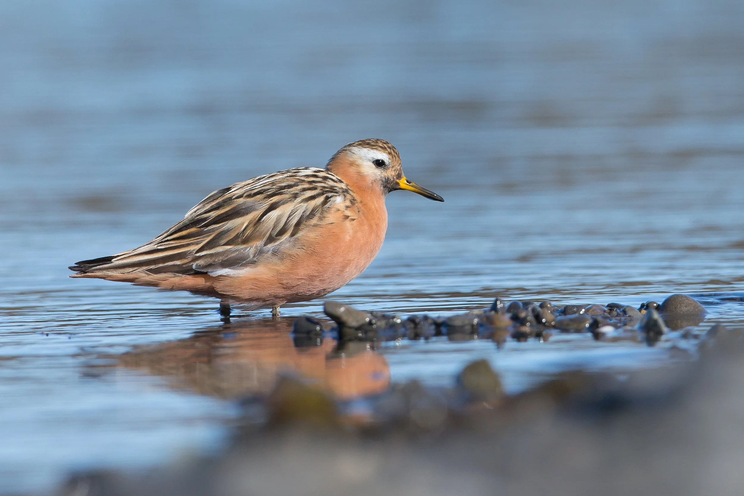 Red Phalarope, Svalbard, Juy 2017