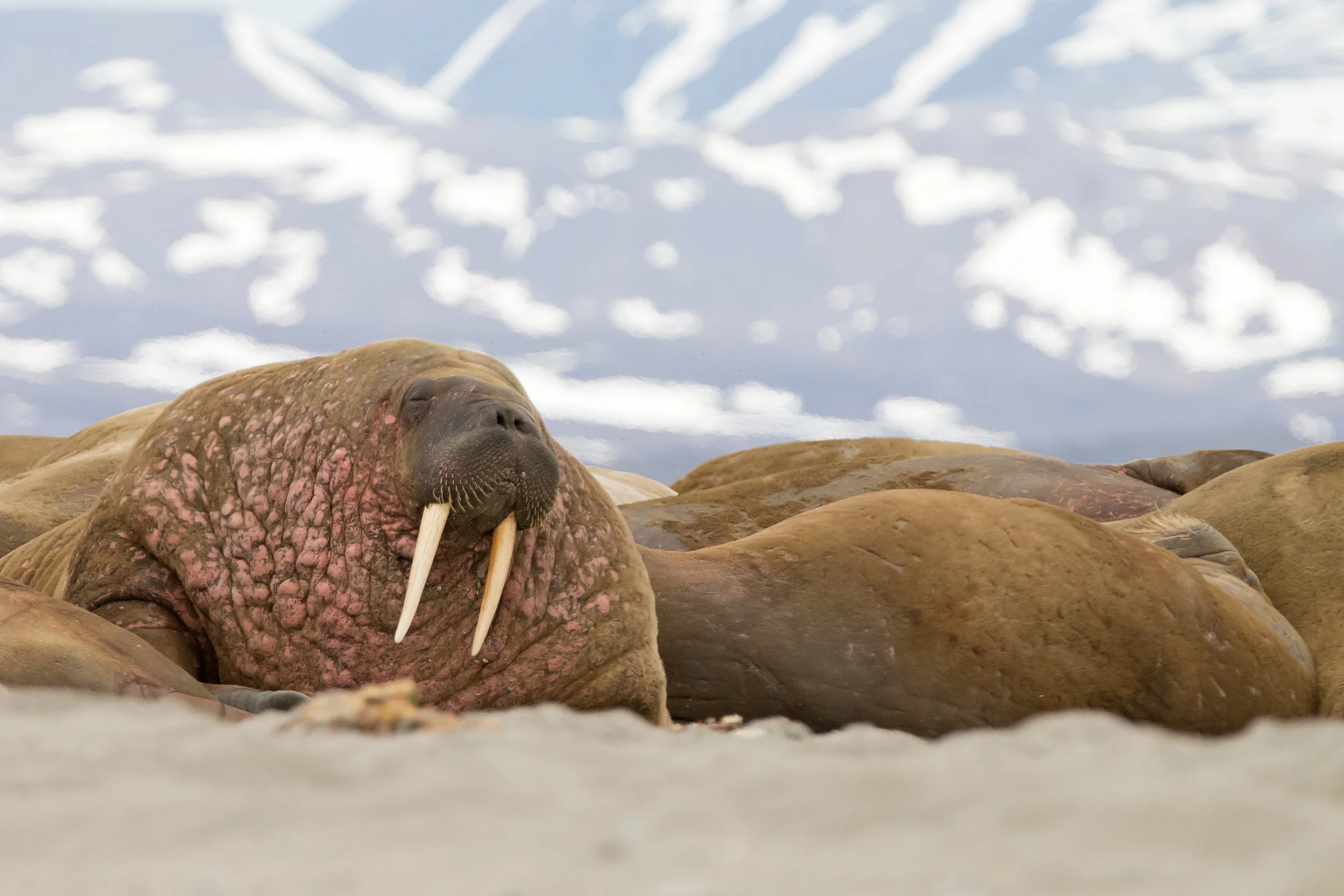 Walrus, Svalbard, July 2017