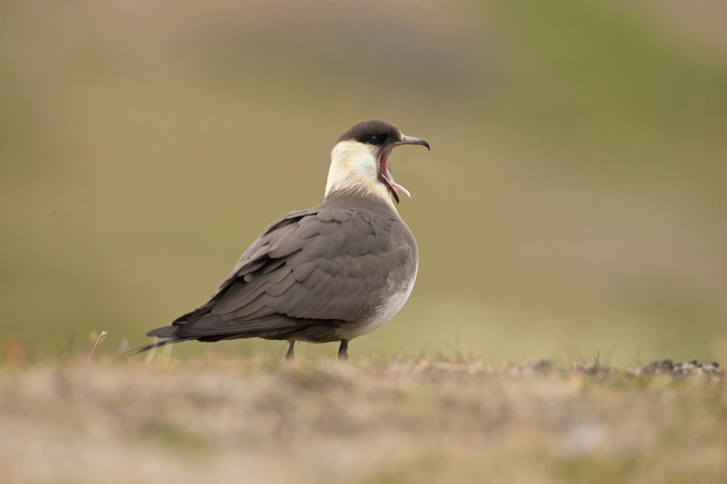 Arctic Skua, Svalbard, July 2017