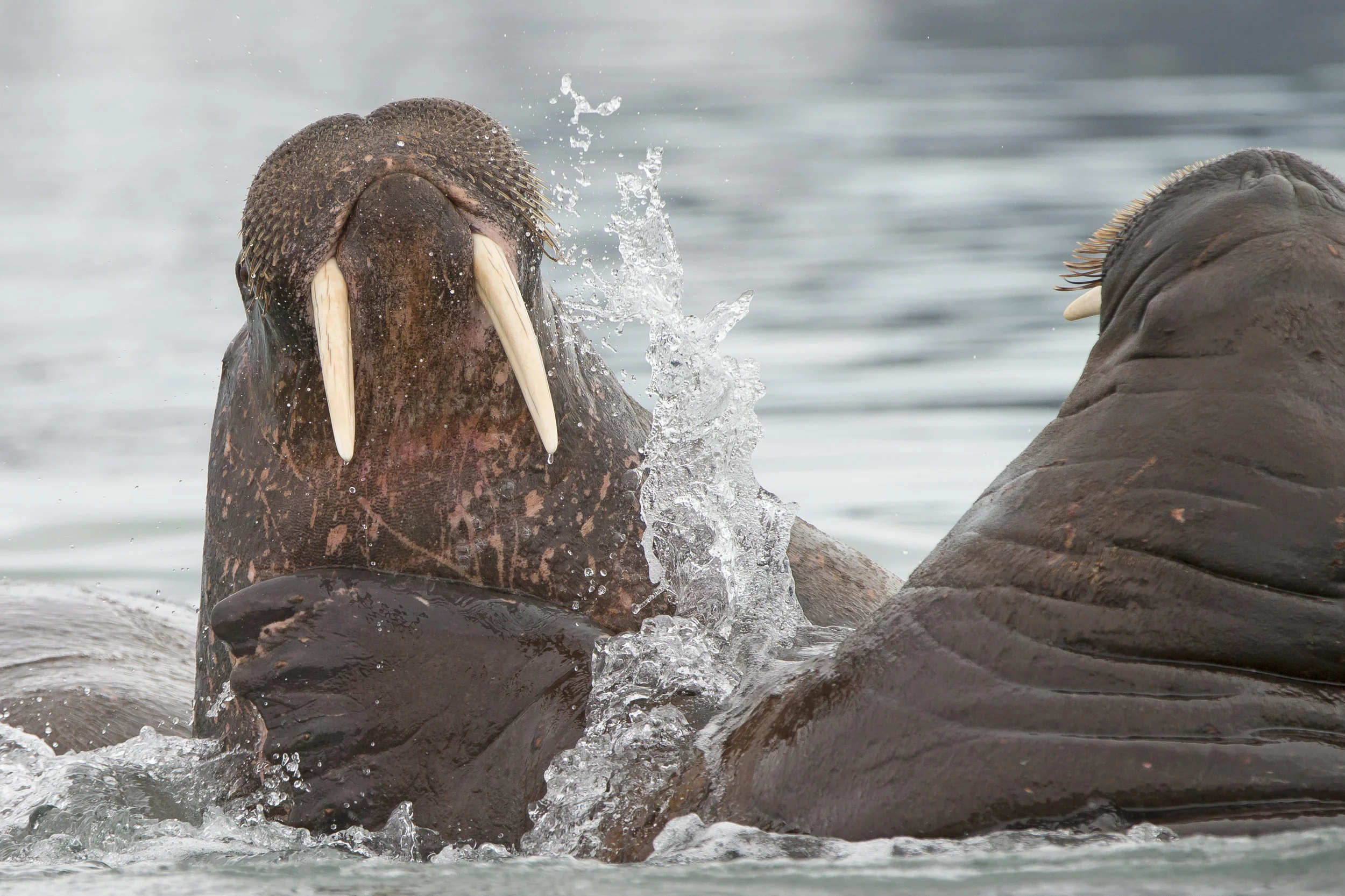 Walrus, Svalbard July 2017